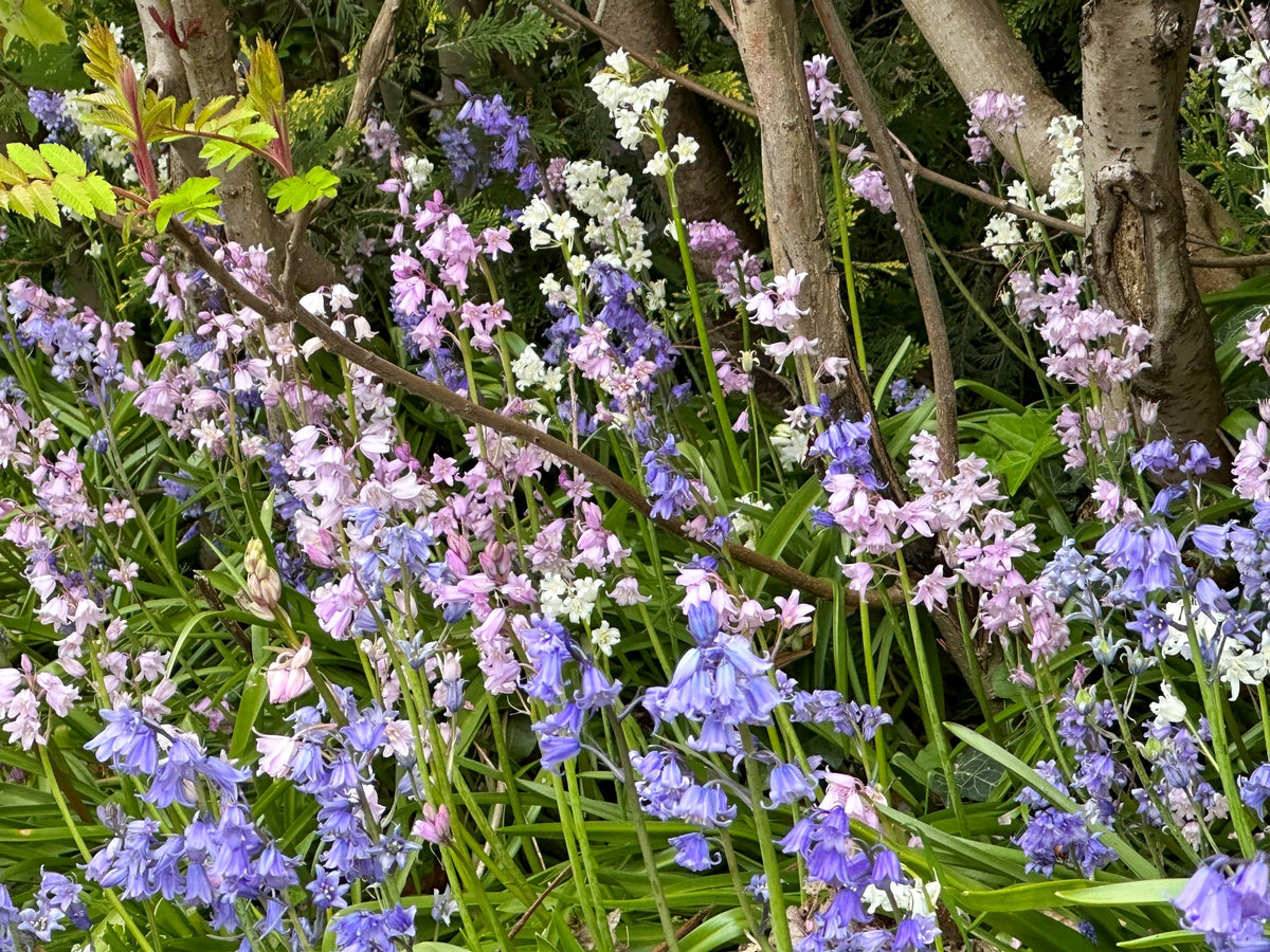 Hyacinthoides hispanica Mix | Spanish Bluebells therapyofflowers.com