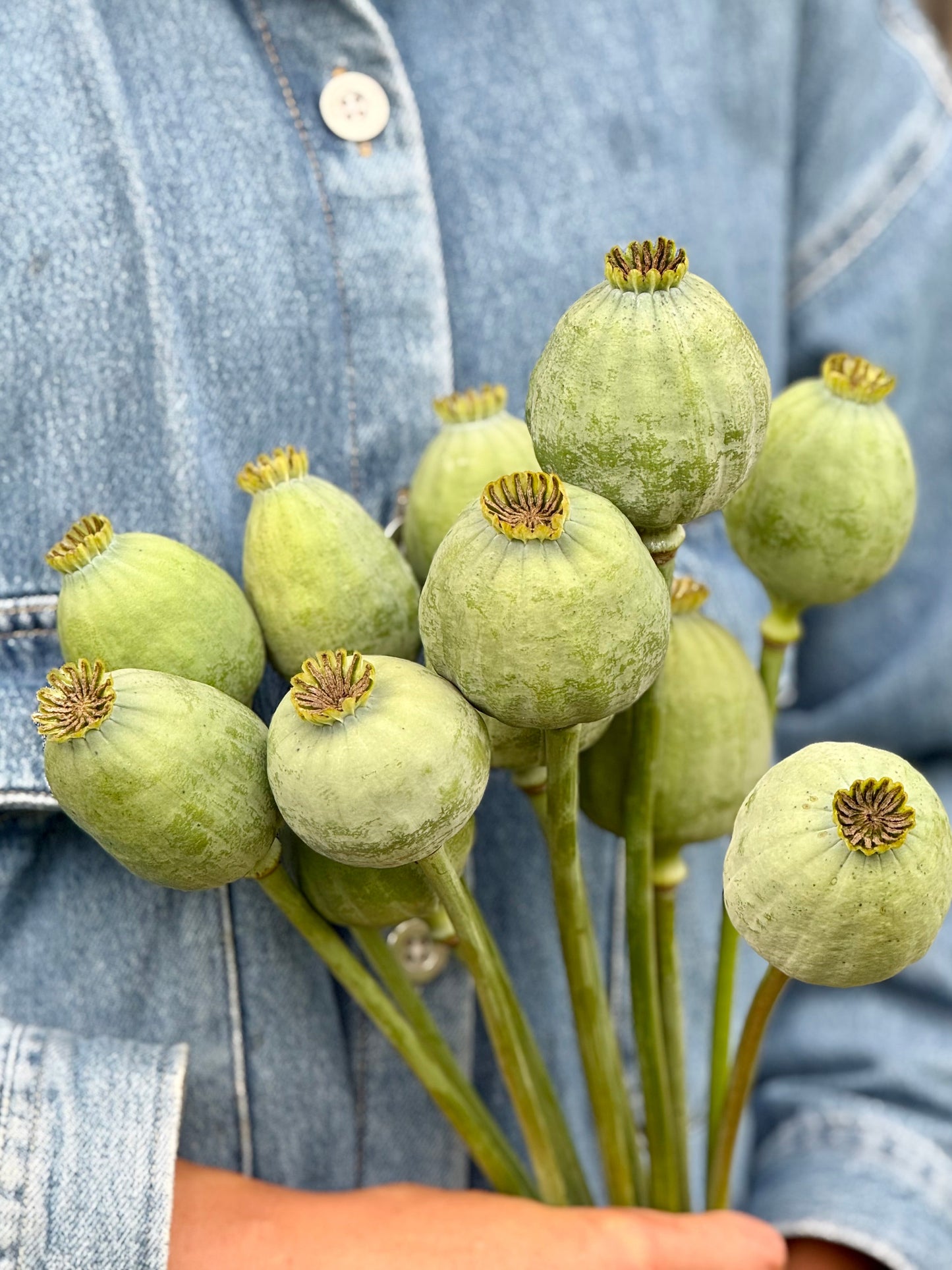 Papaver somniferum Bowling Ball | Breadseed Poppies therapyofflowers.com