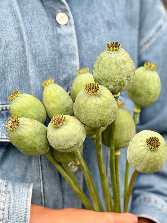 Papaver somniferum Bowling Ball | Breadseed Poppies therapyofflowers.com