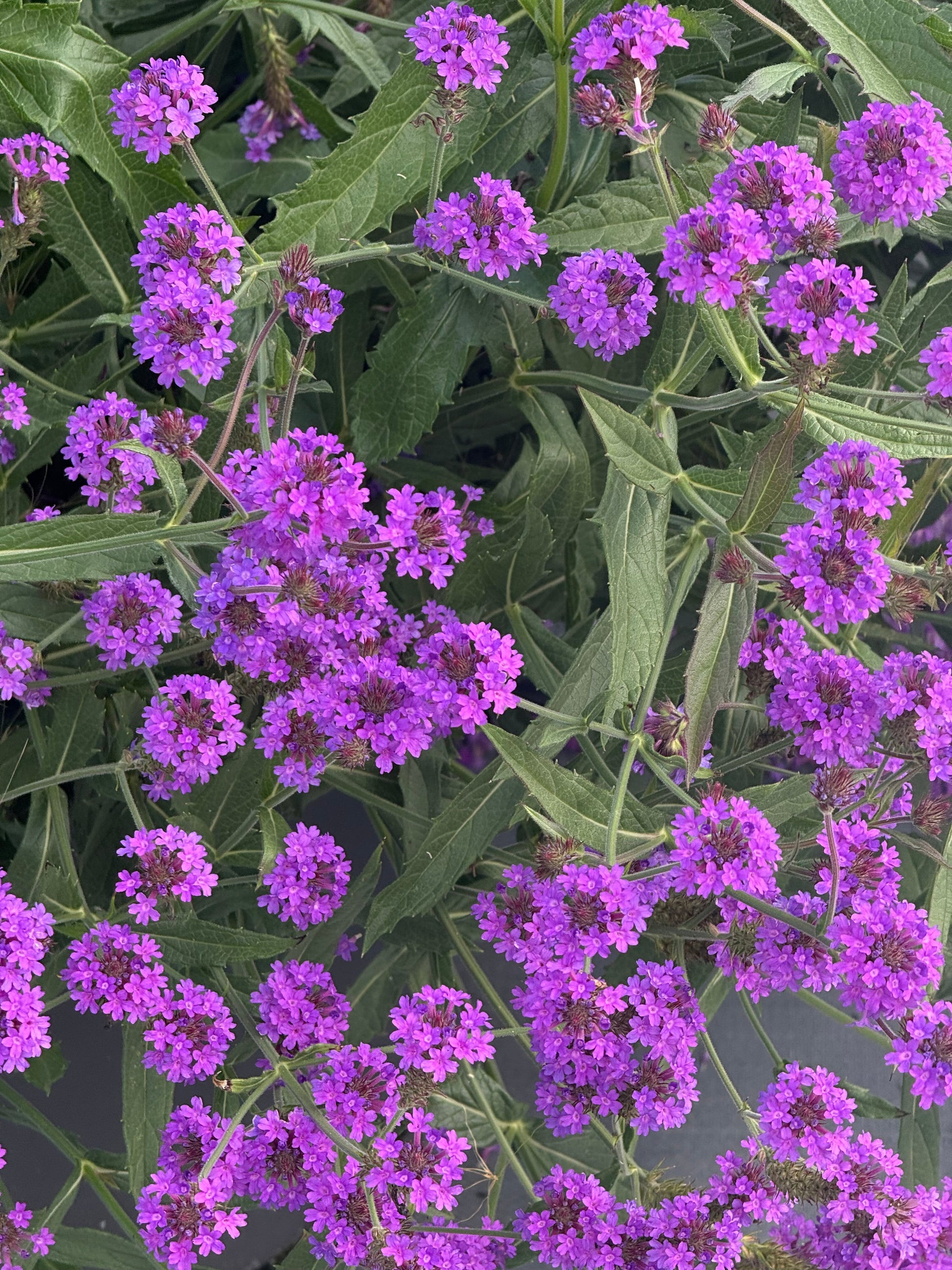 Verbena rigida Polaris® Purple | Slender vervain therapyofflowers.com