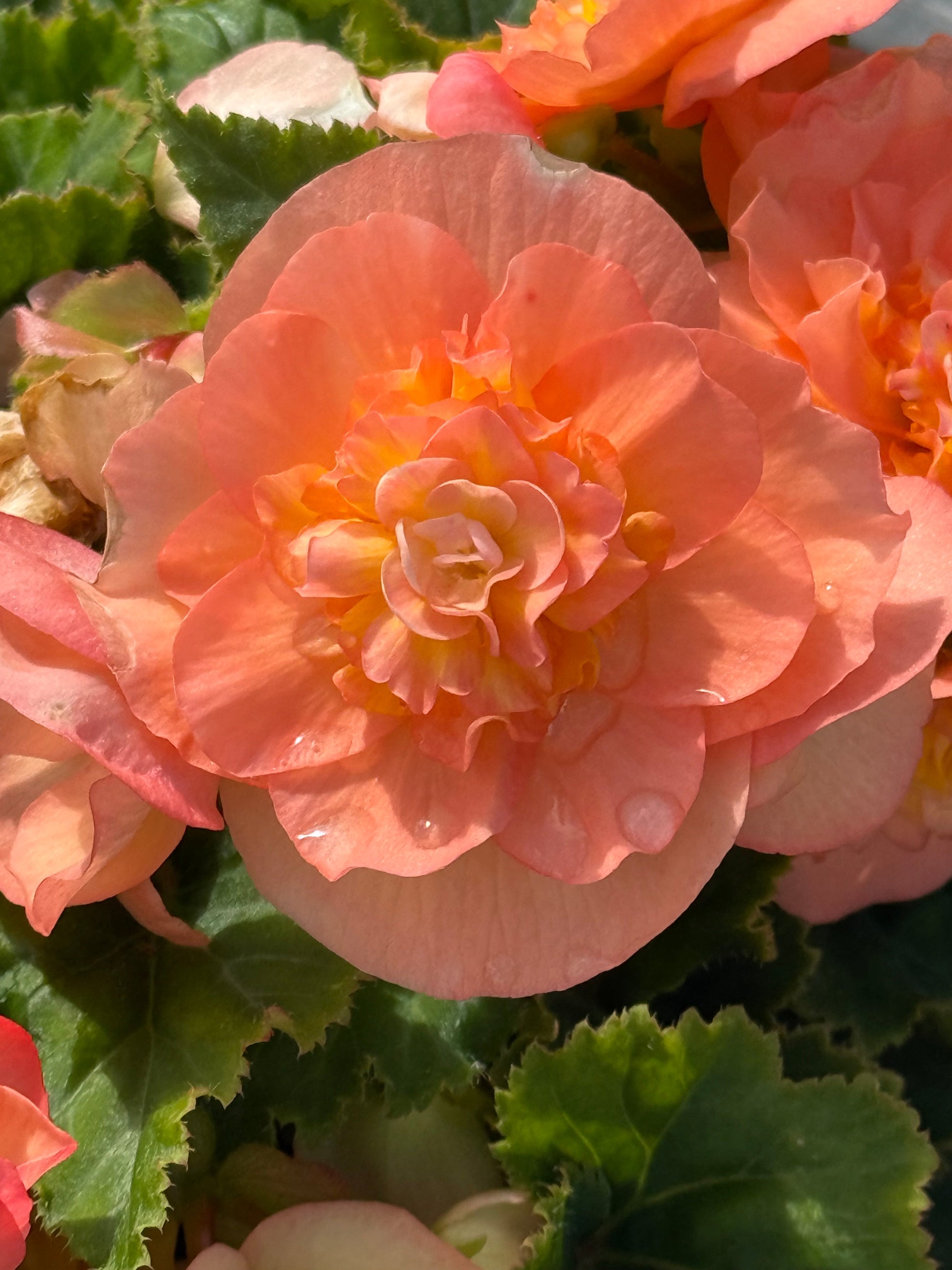 Begonia tuberhybrida Nonstop® Peach Shades F1 | Begonia tuberosa therapyofflowers.com