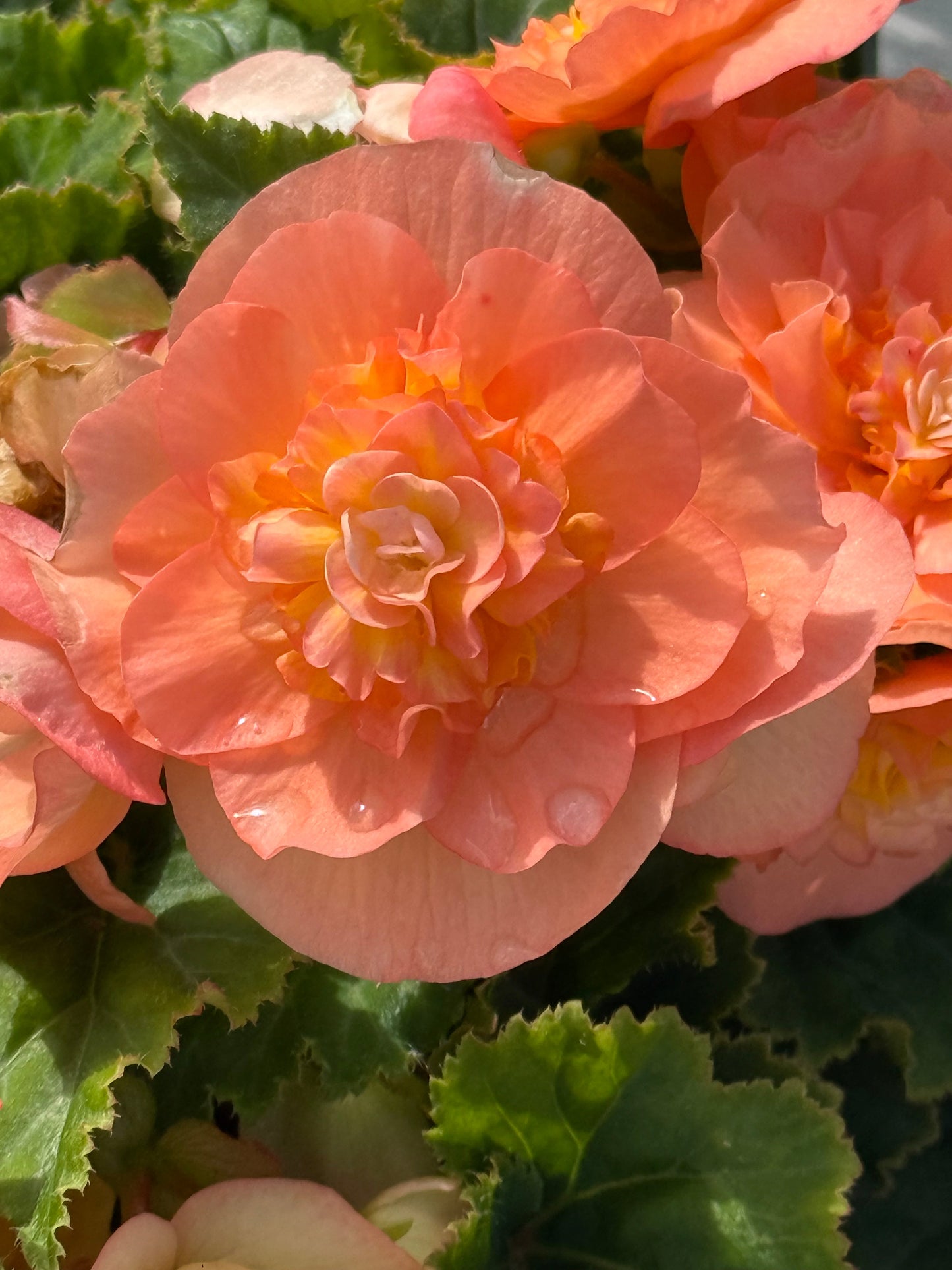Begonia tuberhybrida Nonstop® Peach Shades F1 | Begonia tuberosa therapyofflowers.com