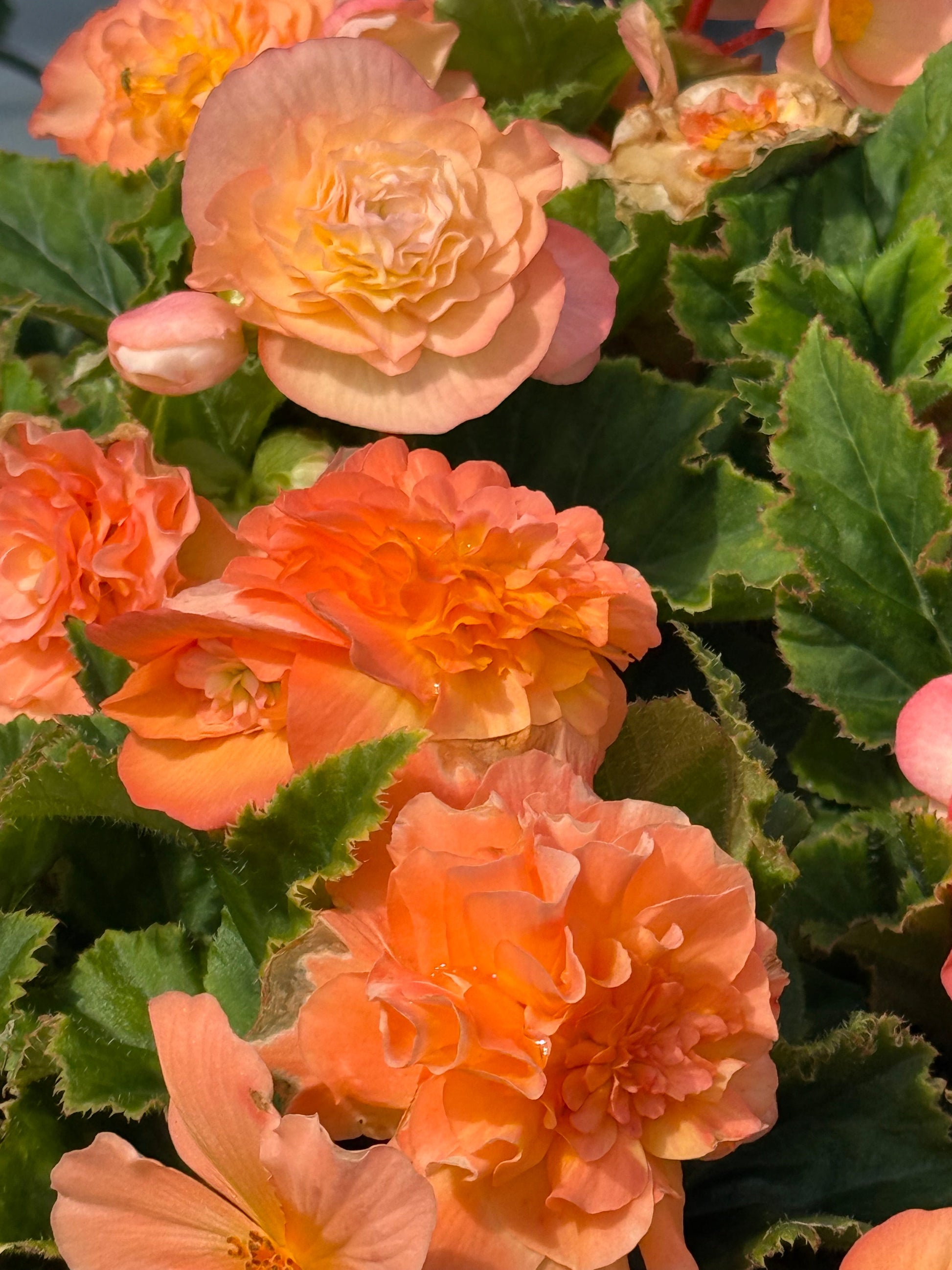 Begonia tuberhybrida Nonstop® Peach Shades F1 | Begonia tuberosa therapyofflowers.com