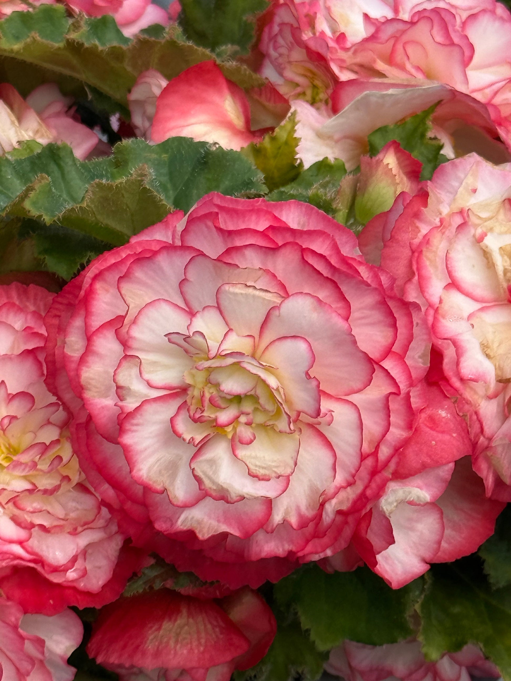 Begonia tuberhybrida Nonstop Rose Picotee F1 | Begonia tuberosa therapyofflowers.com