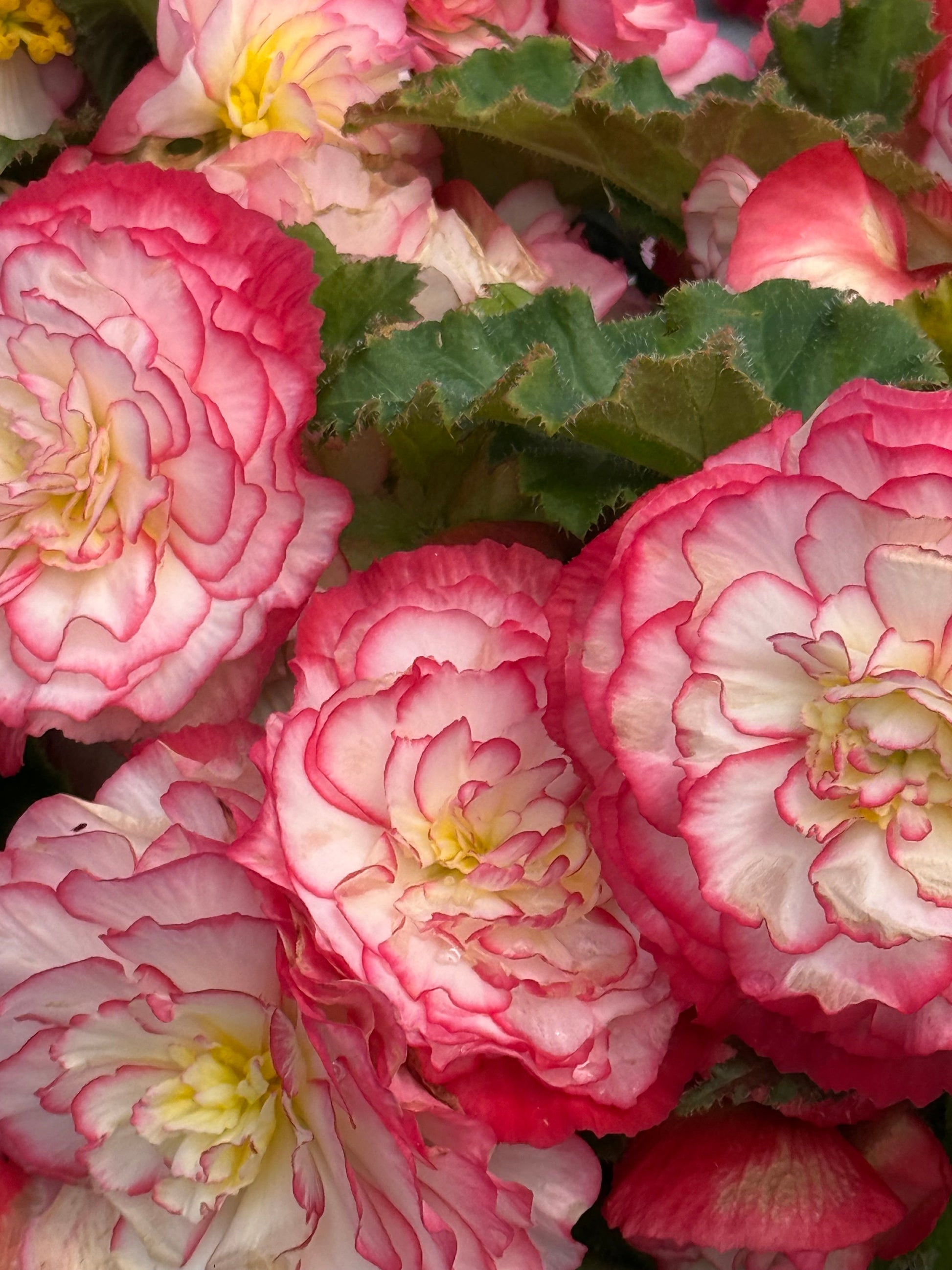 Begonia tuberhybrida Nonstop Rose Picotee F1 | Begonia tuberosa therapyofflowers.com