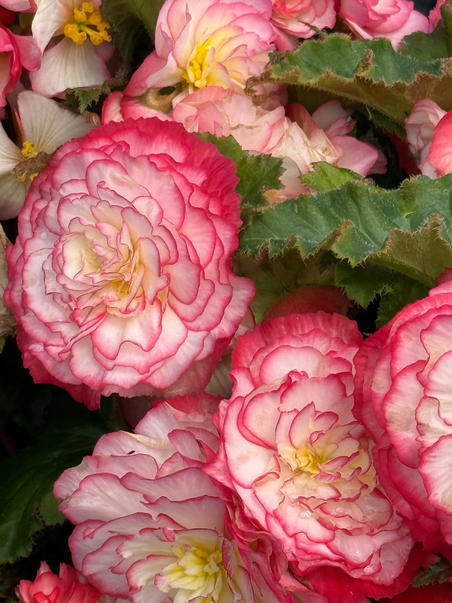 Begonia tuberhybrida Nonstop Rose Picotee F1 | Begonia tuberosa therapyofflowers.com