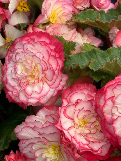 Begonia tuberhybrida Nonstop Rose Picotee F1 | Begonia tuberosa therapyofflowers.com