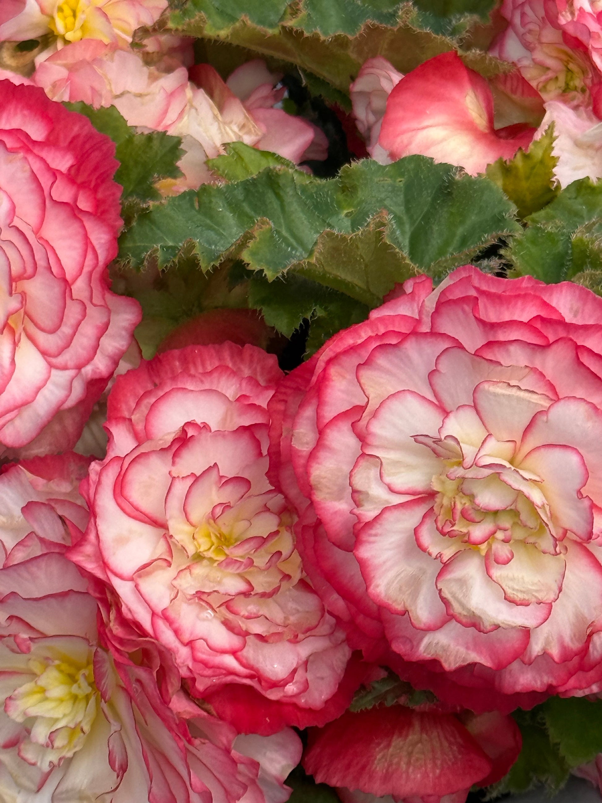 Begonia tuberhybrida Nonstop Rose Picotee F1 | Begonia tuberosa therapyofflowers.com