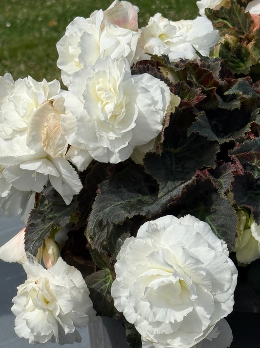 Begonia tuberhybrida Nonstop® Mocca White F1 | Begonia tuberosa therapyofflowers.com