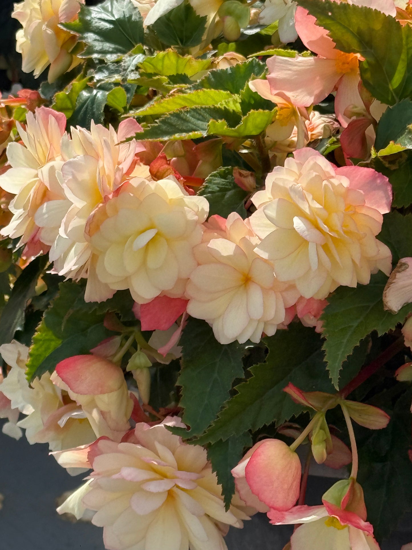Begonia tuberhybrida Nonstop Joy® Peaches & Dreams F1 | Begonia tuberosa therapyofflowers.com