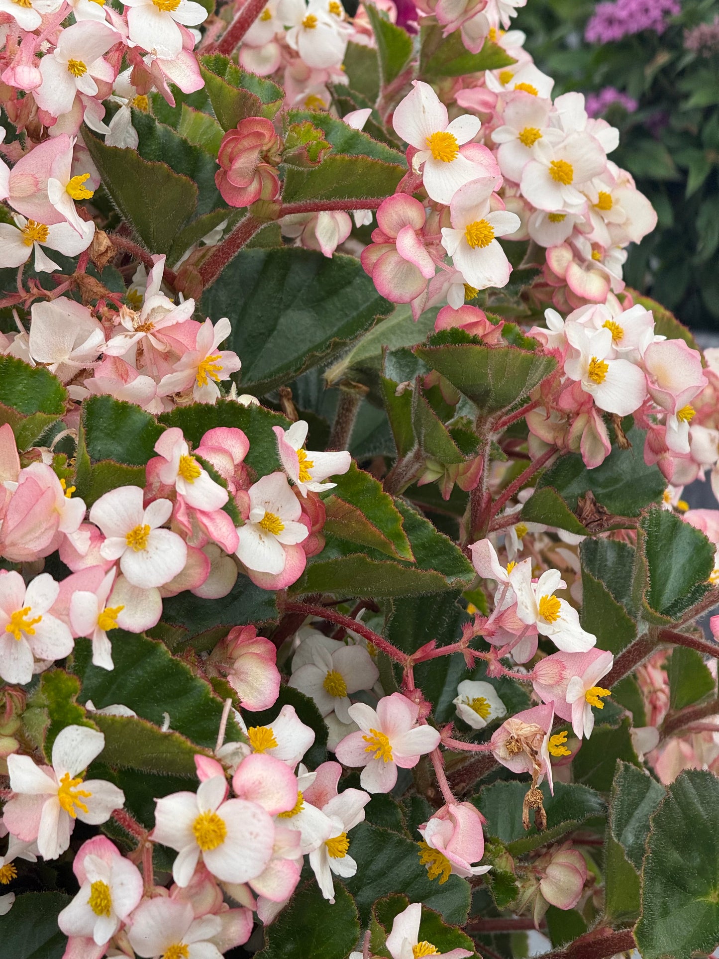 Begonia x hybrida Wookie White F1 | Hybrid Begonia | For Premium Baskets therapyofflowers.com