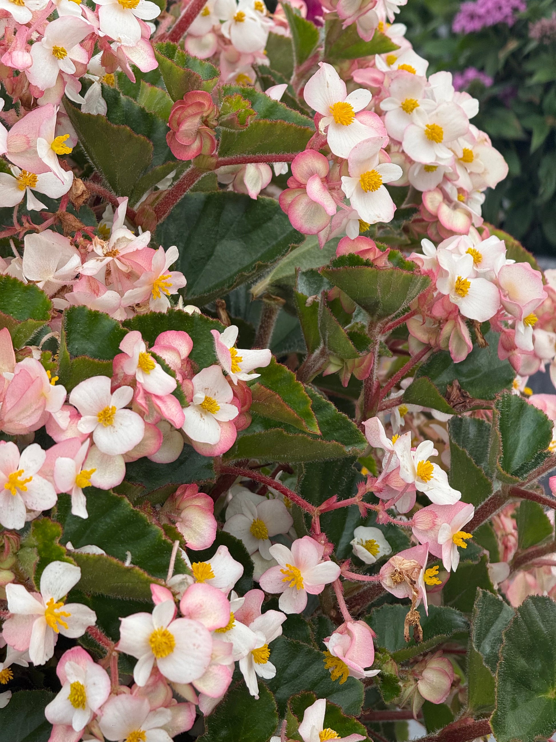 Begonia x hybrida Wookie White F1 | Hybrid Begonia | For Premium Baskets therapyofflowers.com