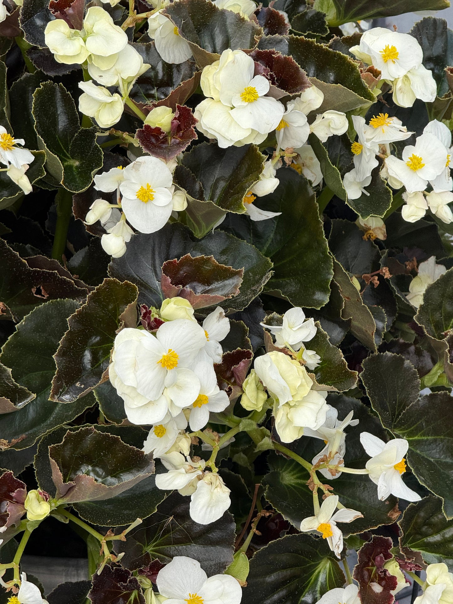 Begonia x benariensis BIG® White Bronze Leaf | Hybrid Begonia therapyofflowers.com