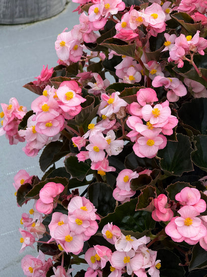 Begonia x benariensis BIG® Soft Pink Bronze Leaf F1 | Hybrid Begonia therapyofflowers.com
