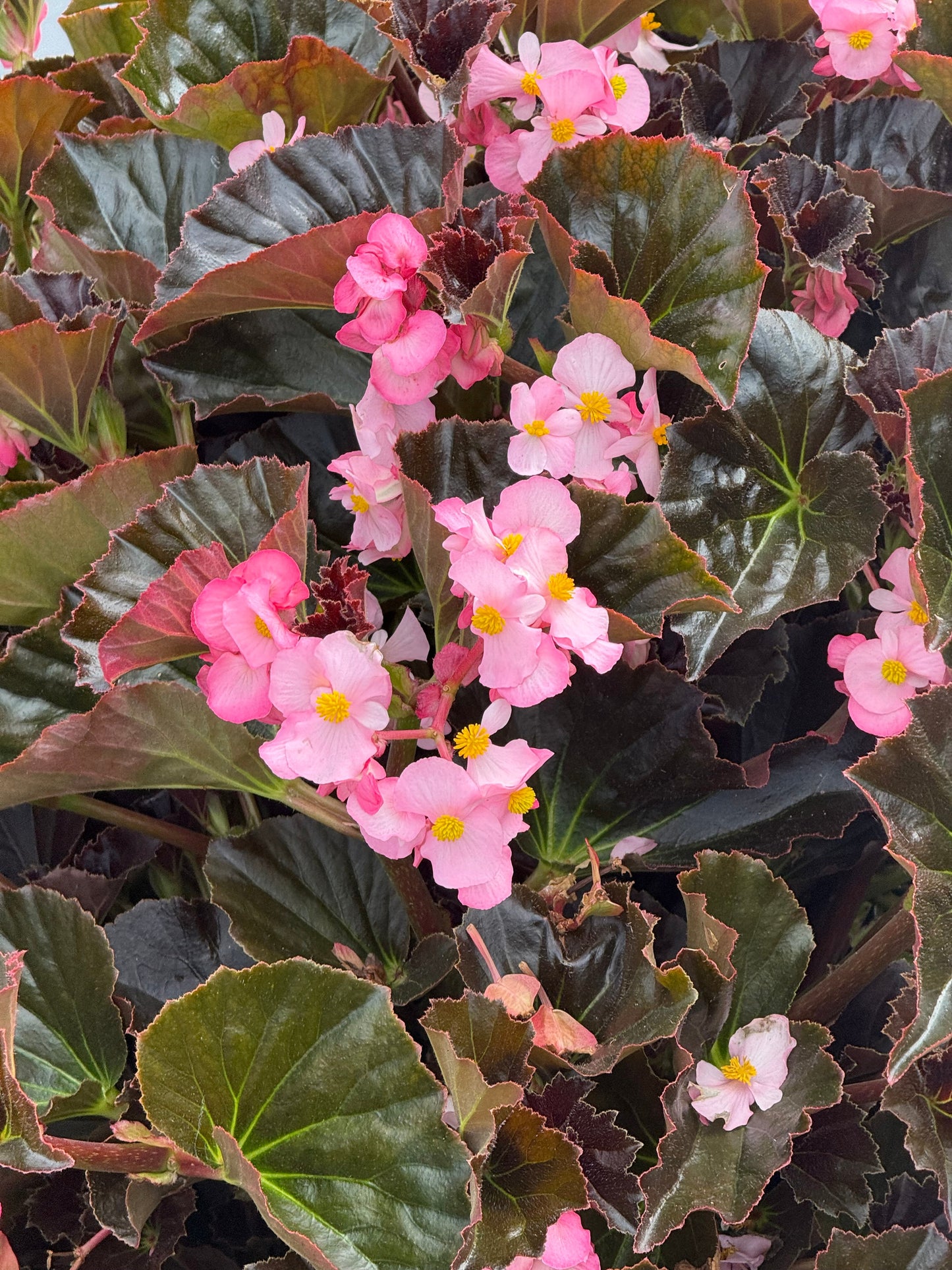Begonia x hybrida Stonehedge Light Pink Bronze Leaf F1 | Hybrid Begonia | Multiflora Begonia therapyofflowers.com