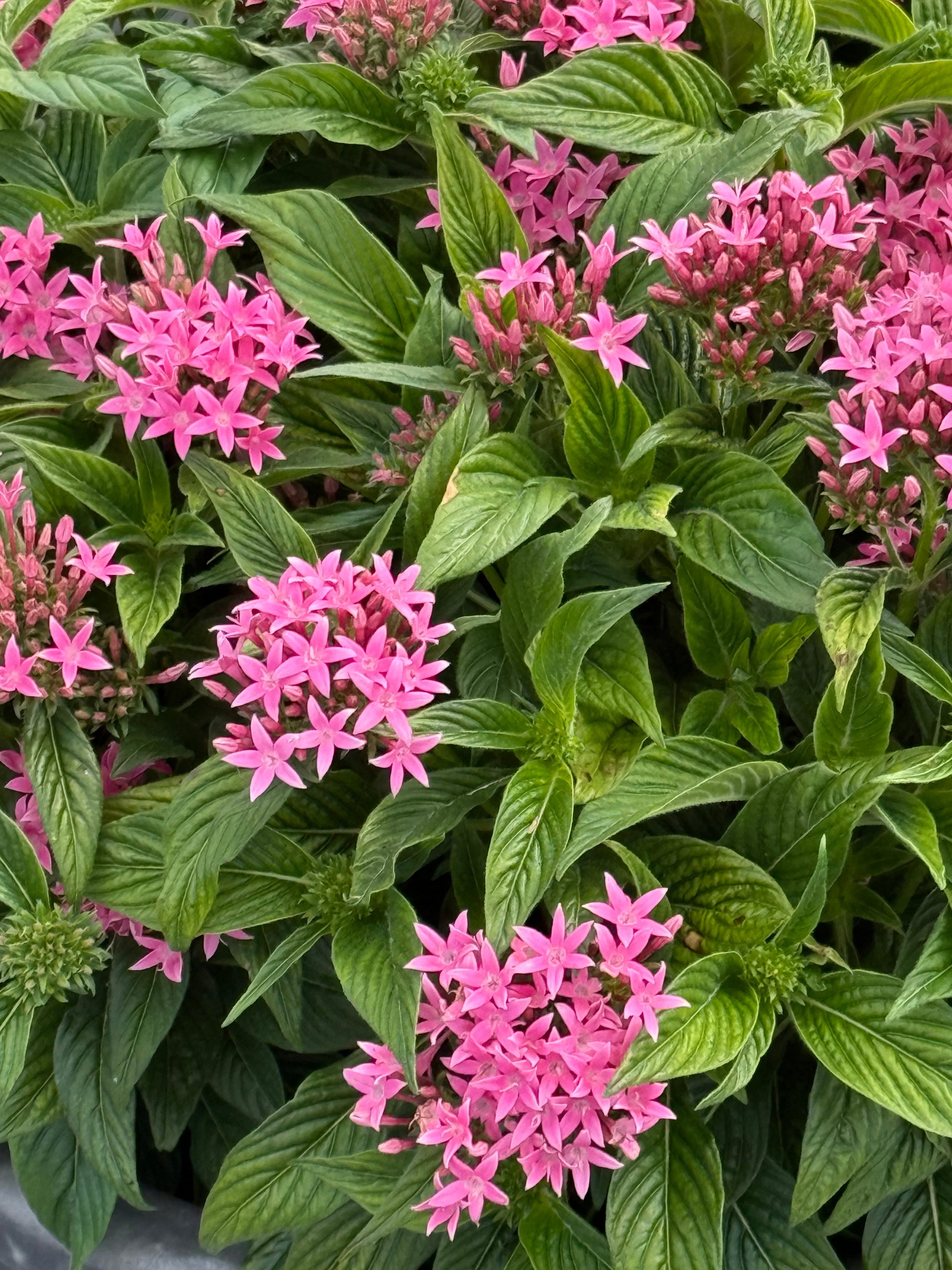 Pentas lanceolata Graffiti® Pink F1 | Egyptian Starcluster therapyofflowers.com