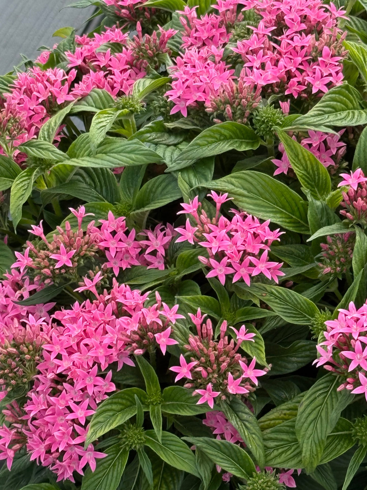 Pentas lanceolata Graffiti® Pink F1 | Egyptian Starcluster therapyofflowers.com