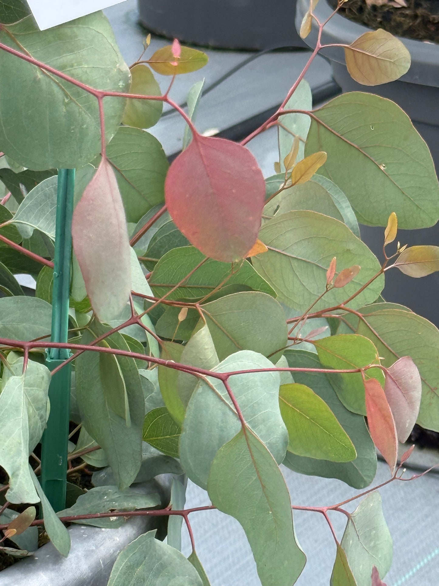 Eucalyptus populnea Murray | Bimble Box Eucalyptus therapyofflowers.com