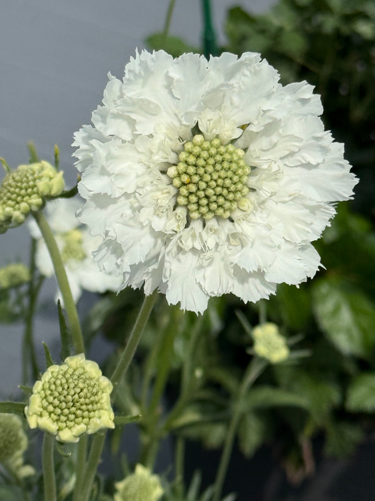 Scabiosa caucasica Fama® White | Pincushion Flower | Cut Flower therapyofflowers.com