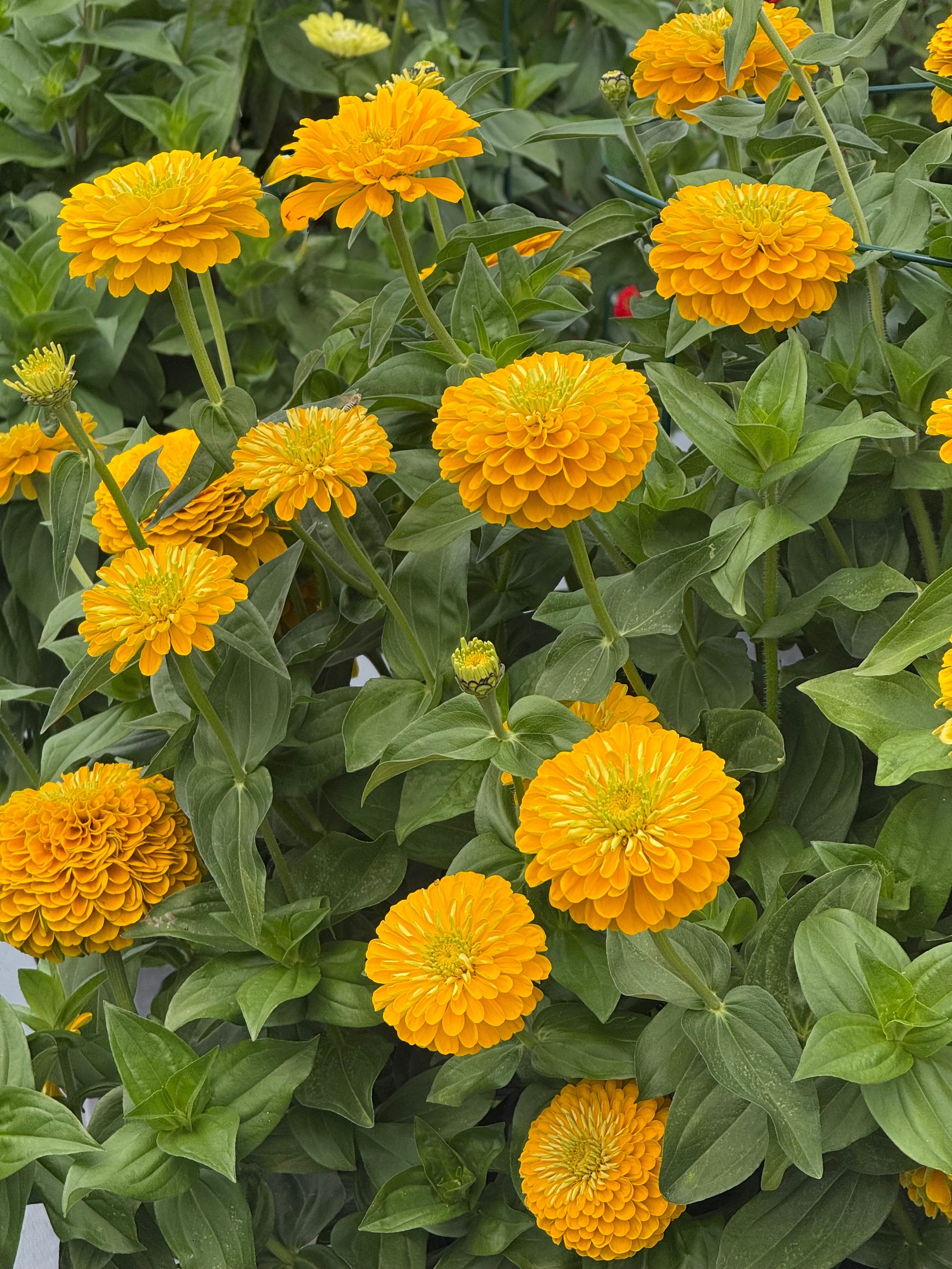 Zinnia elegans Benary's Giant Golden Yellow therapyofflowers.com