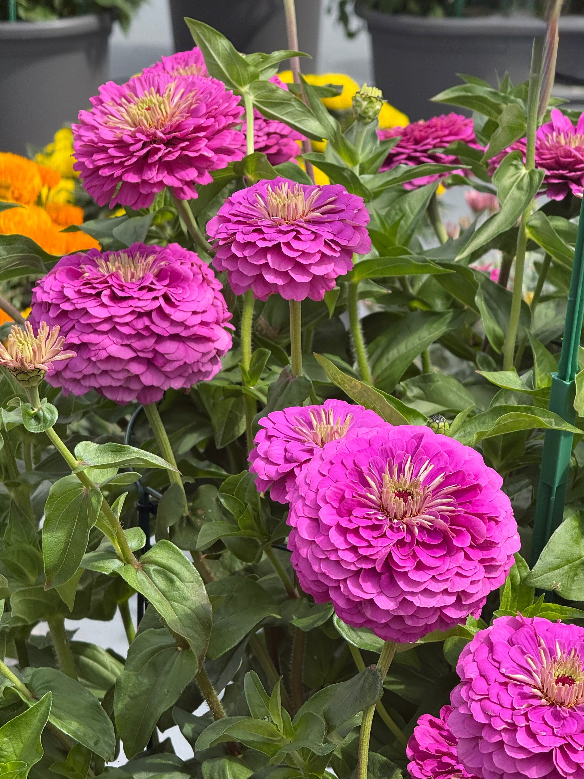 Zinnia elegans Benary's Giant Lilac | Cut Flower therapyofflowers.com
