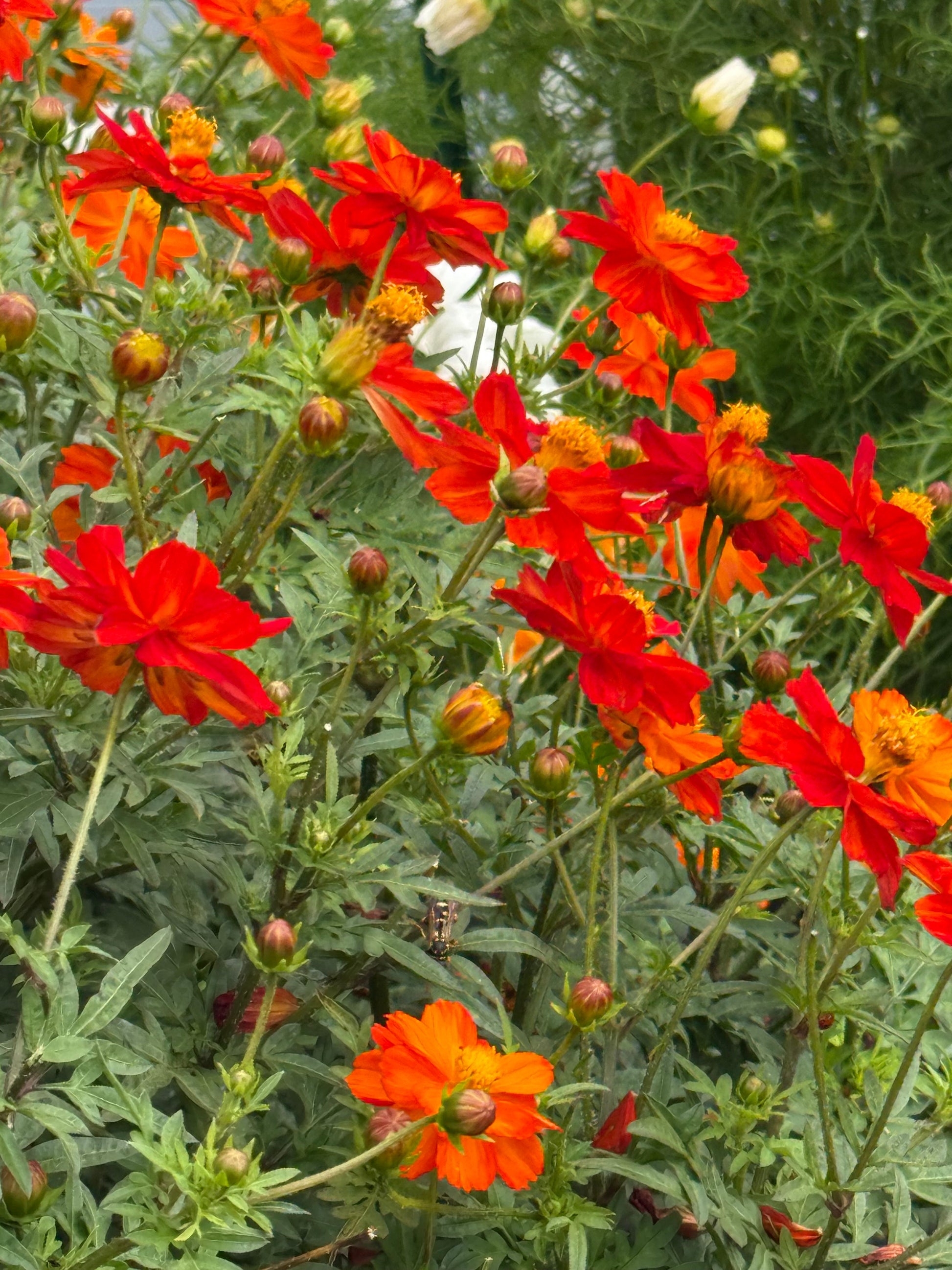 Cosmos sulphureus Cosmic Orange | Sulphur Cosmos therapyofflowers.com