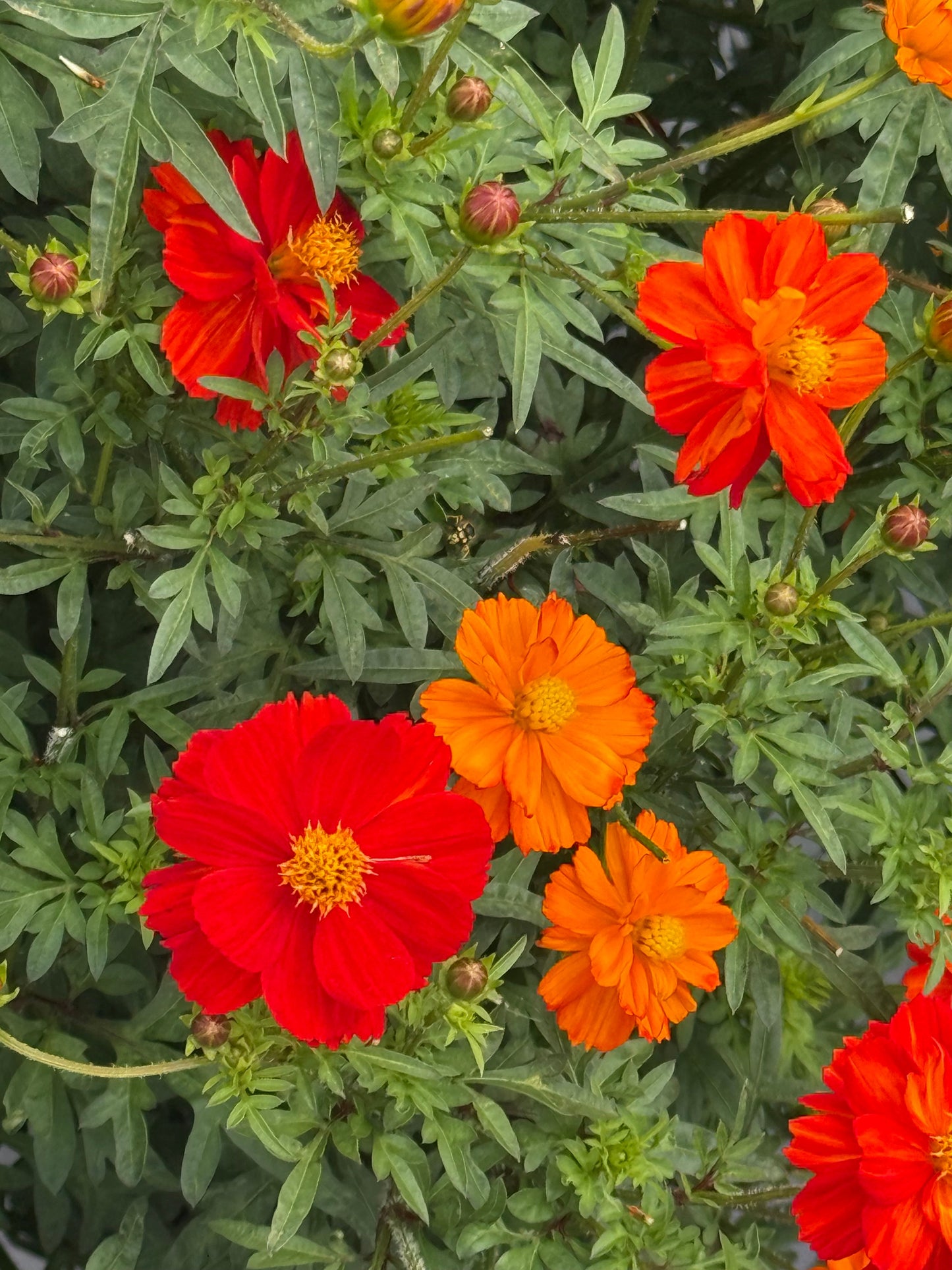 Cosmos sulphureus Cosmic Orange | Sulphur Cosmos therapyofflowers.com