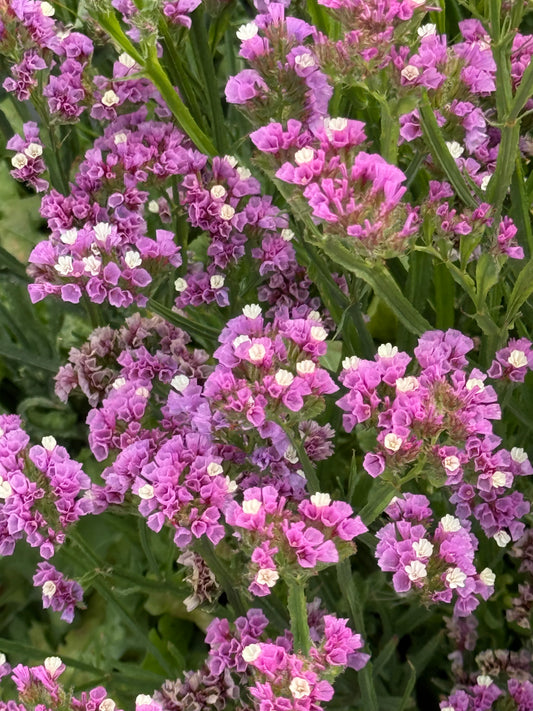 Jomotā limonija Hipster™ Rose | Limonium sinuatum