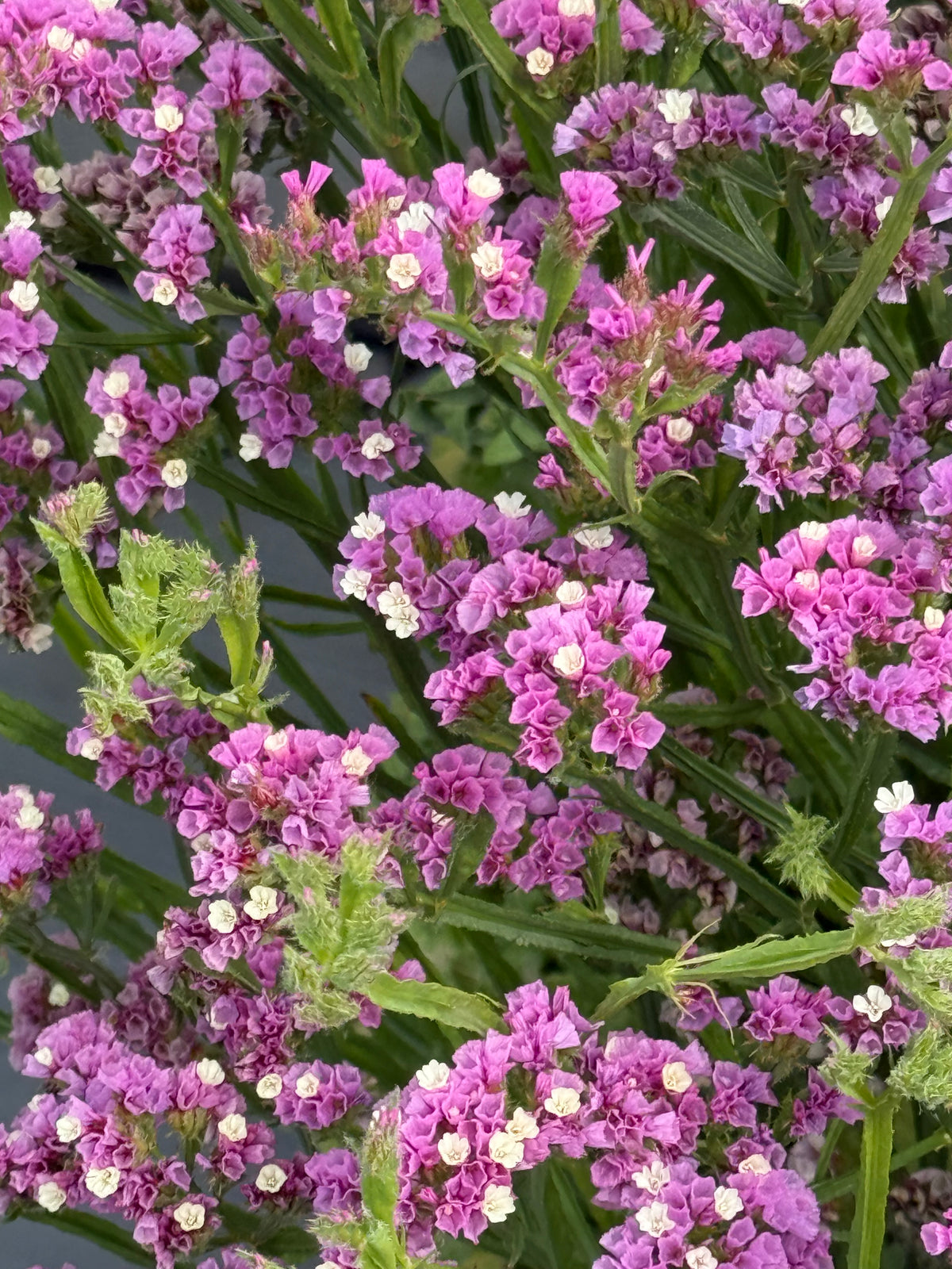 Jomotā limonija Hipster™ Rose | Limonium sinuatum