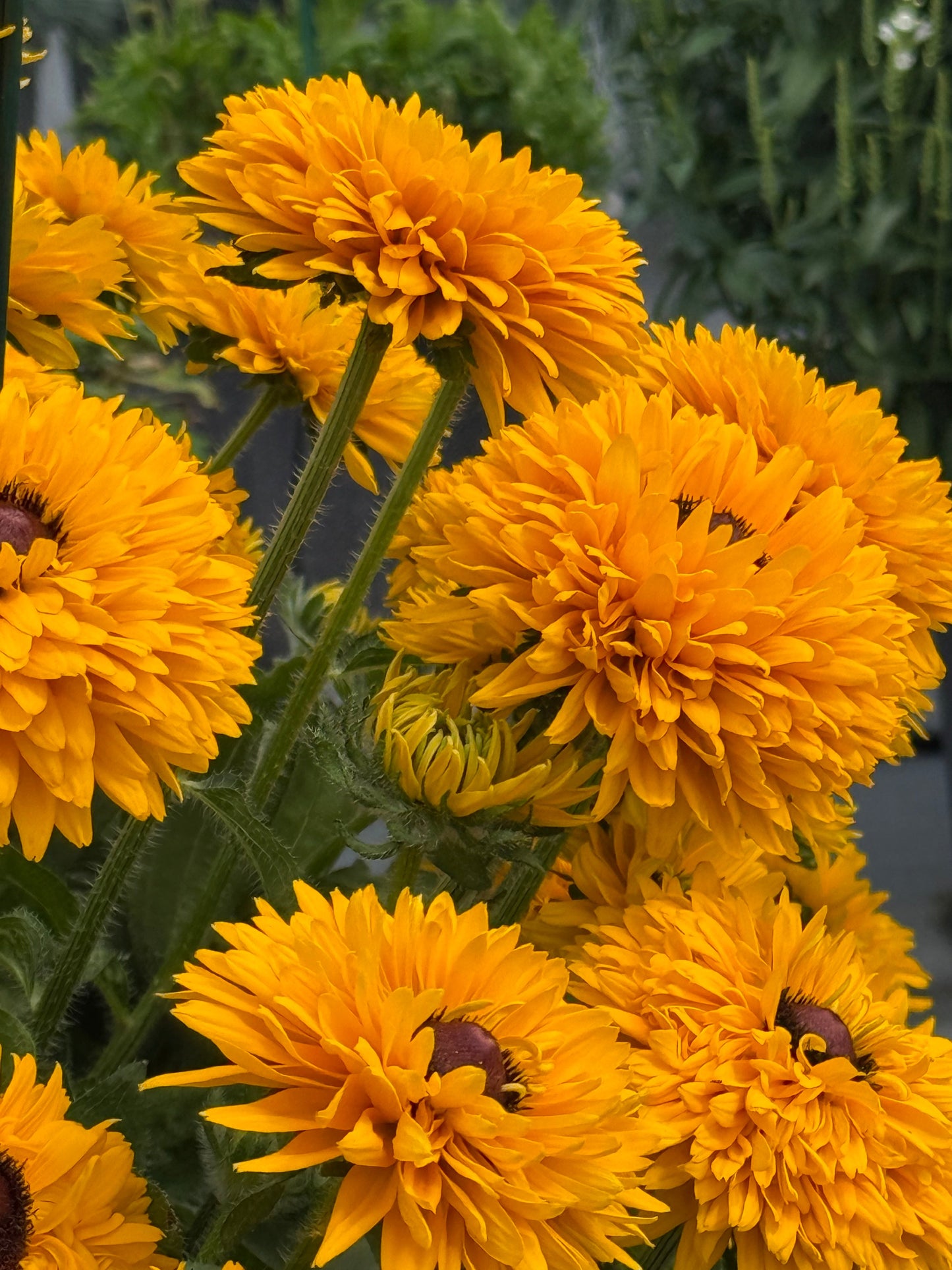 Rudbeckia hirta Maya | Black-Eyed Susan | Cut Flower therapyofflowers.com