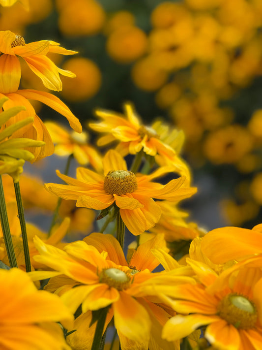Rudbeckia hirta Prairie Sun | Black-Eyed Susan | Cut Flower therapyofflowers.com