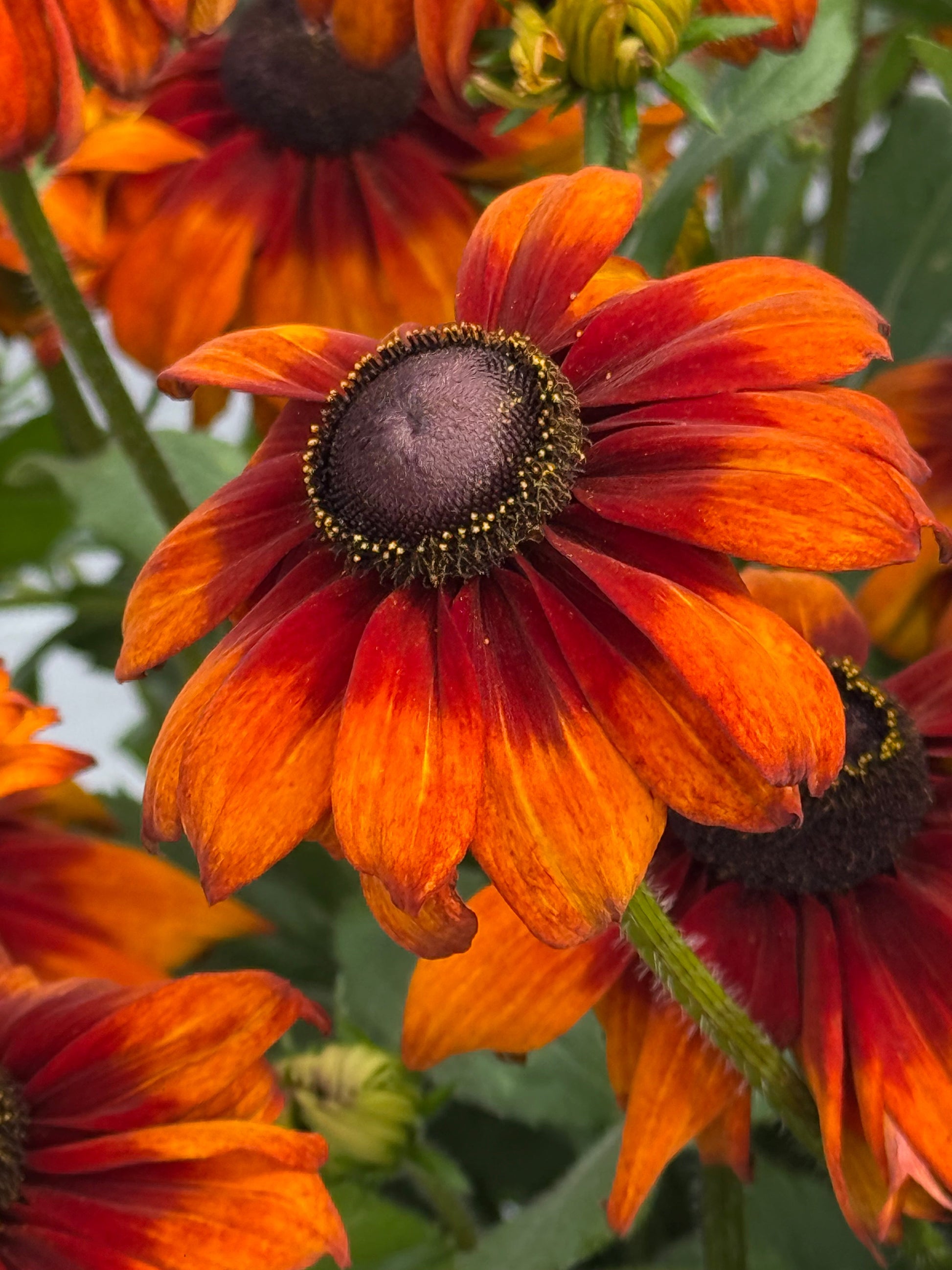 Rudbeckia hirta Autumn Colors | Black-Eyed Susan | Cut Flower therapyofflowers.com