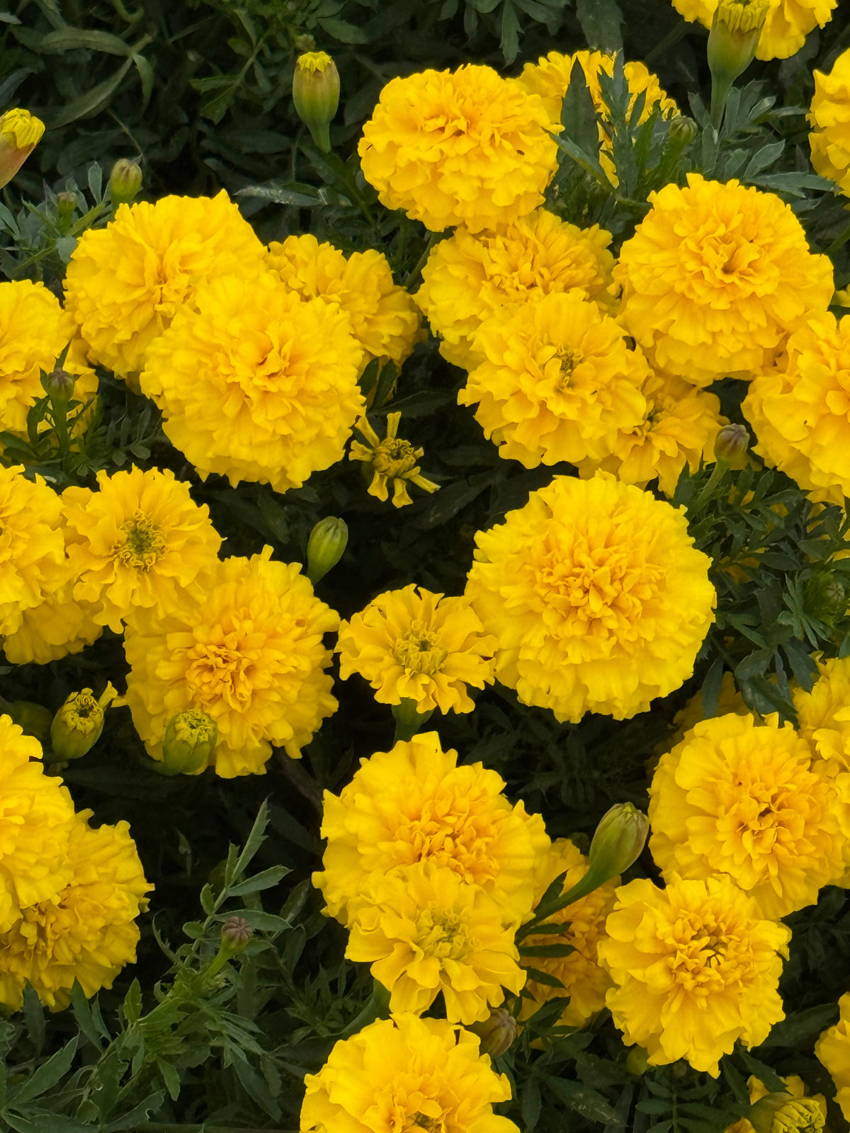 Tagetes patula Little Hero Yellow | French Marigold | Early flowering therapyofflowers.com