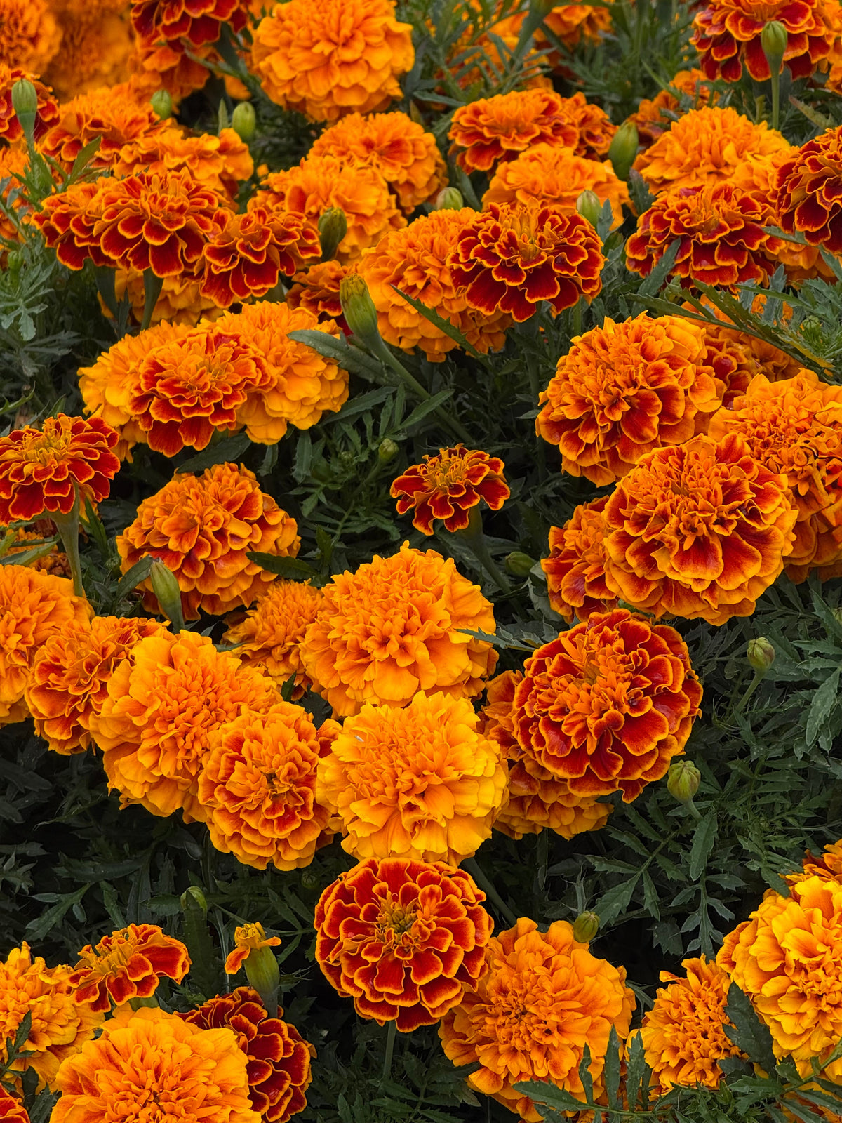 Tagetes patula Super Hero Orange Flame | French Marigold | Early flowering therapyofflowers.com