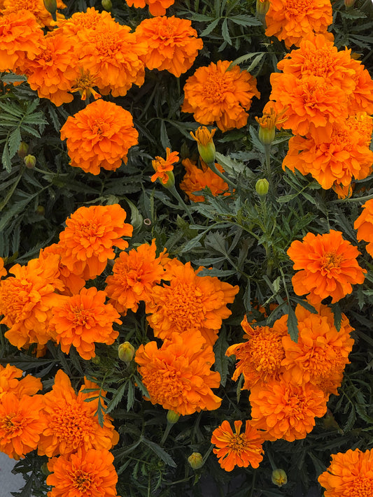Tagetes patula Super Hero Deep Orange | French Marigold | Early flowering therapyofflowers.com