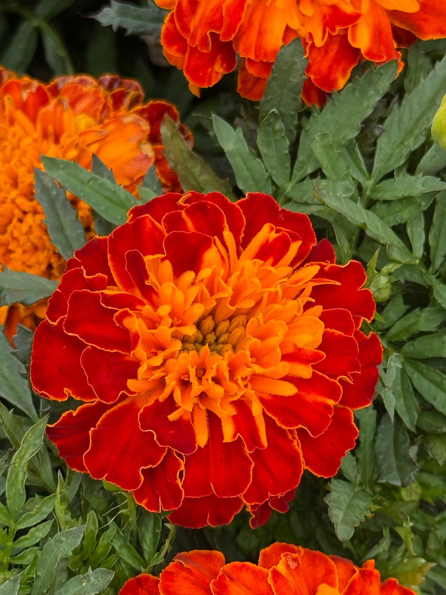 Tagetes patula Super Hero Spry | French Marigold | Early flowering therapyofflowers.com