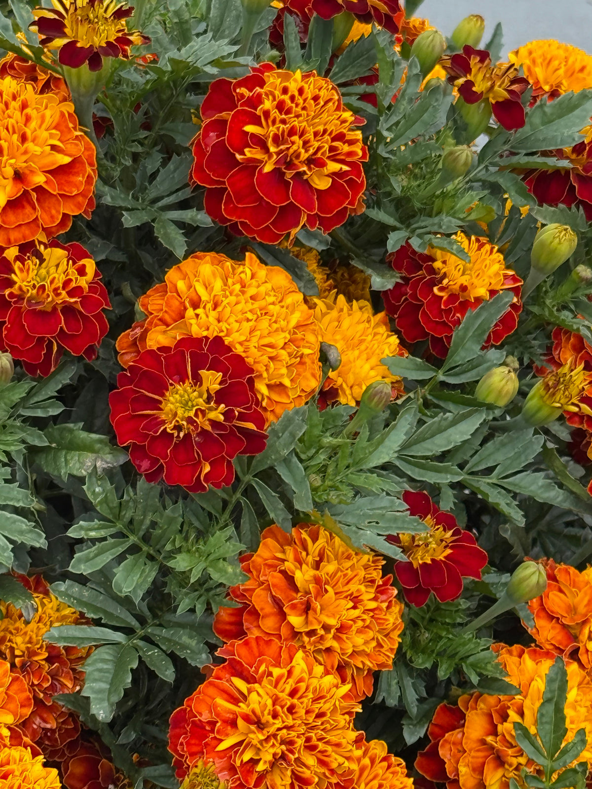 Tagetes patula Super Hero Spry | French Marigold | Early flowering therapyofflowers.com