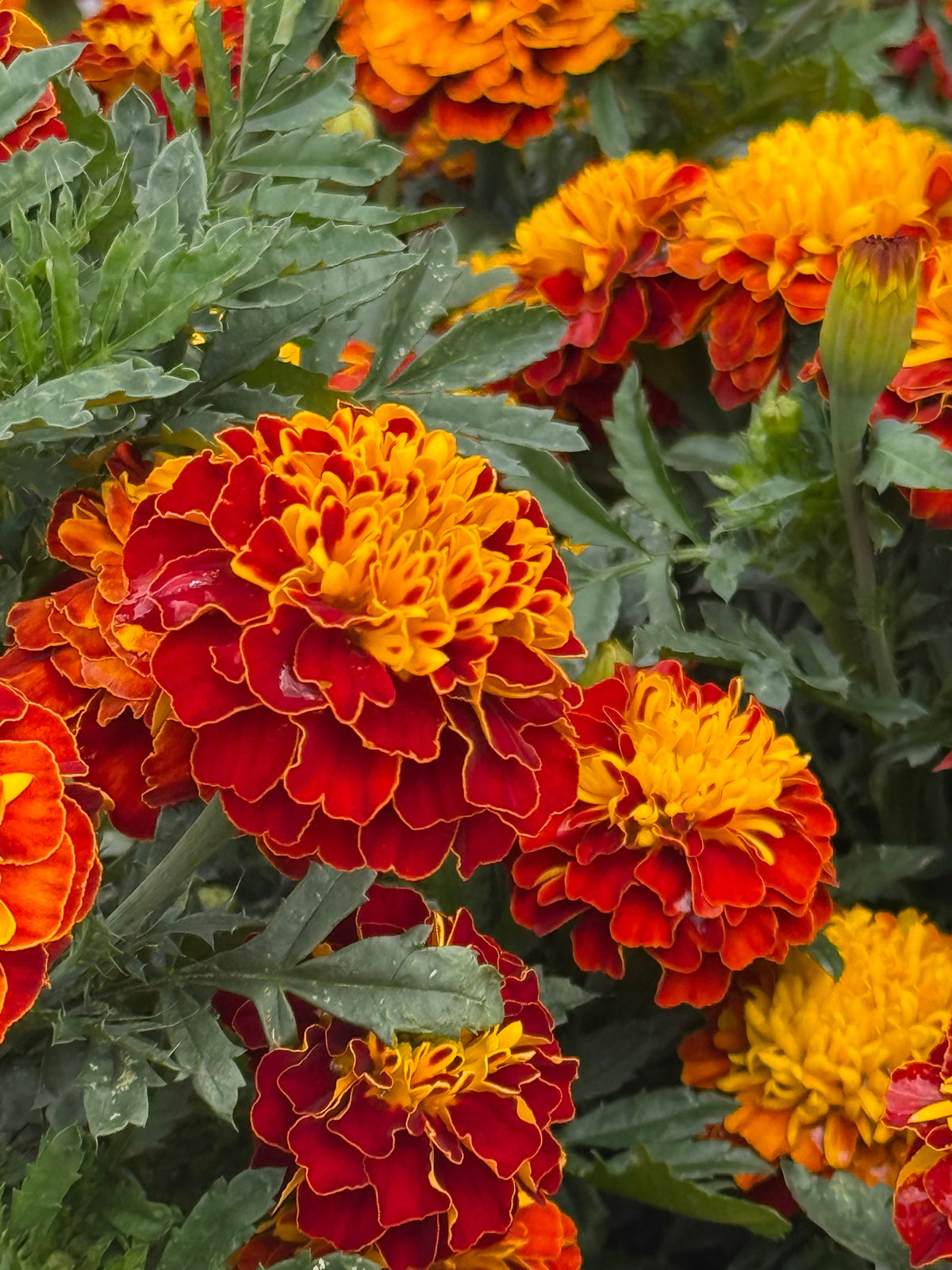 Tagetes patula Super Hero Spry | French Marigold | Early flowering therapyofflowers.com