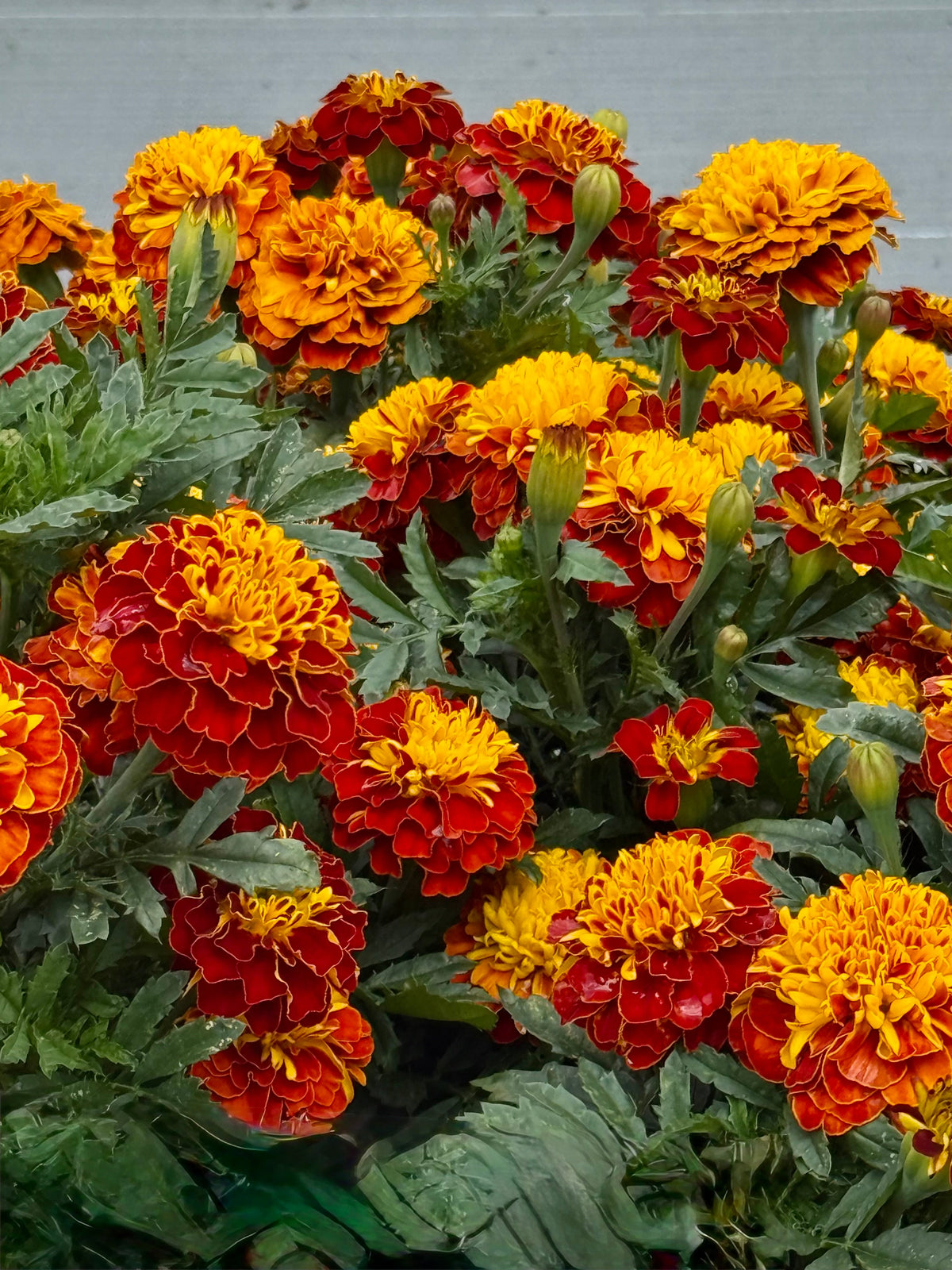 Tagetes patula Super Hero Spry | French Marigold | Early flowering therapyofflowers.com