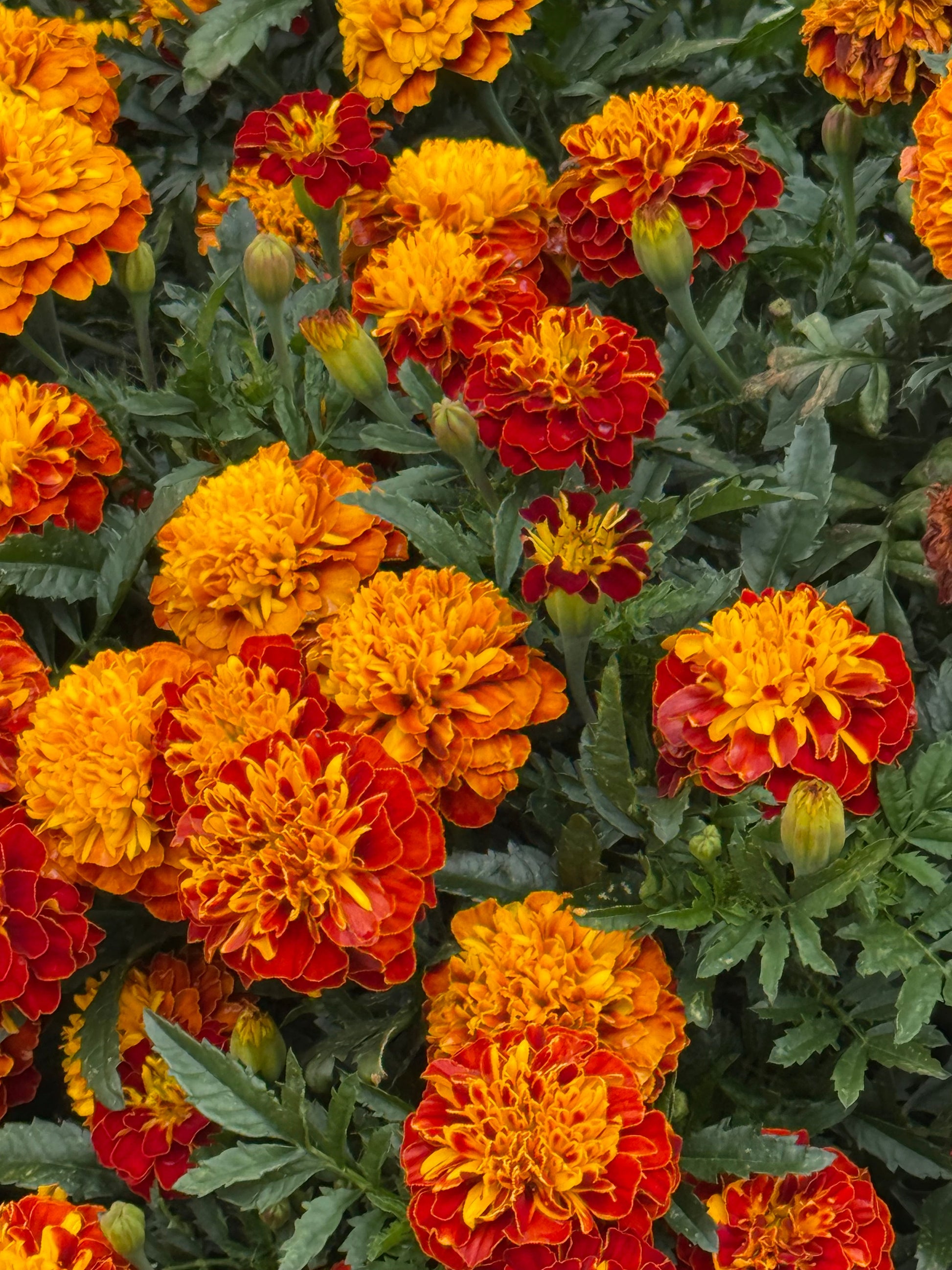 Tagetes patula Super Hero Spry | French Marigold | Early flowering therapyofflowers.com