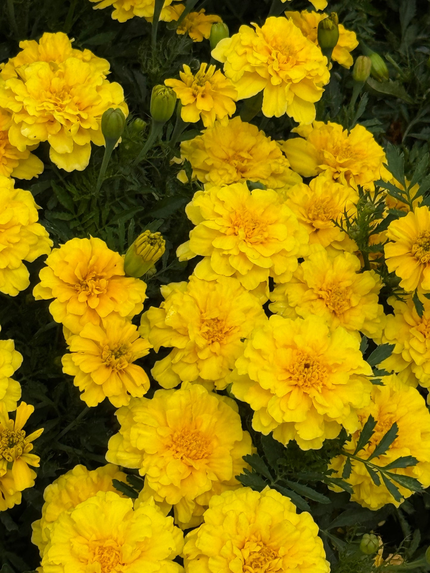 Tagetes patula Milli Vanilli | French Marigold therapyofflowers.com