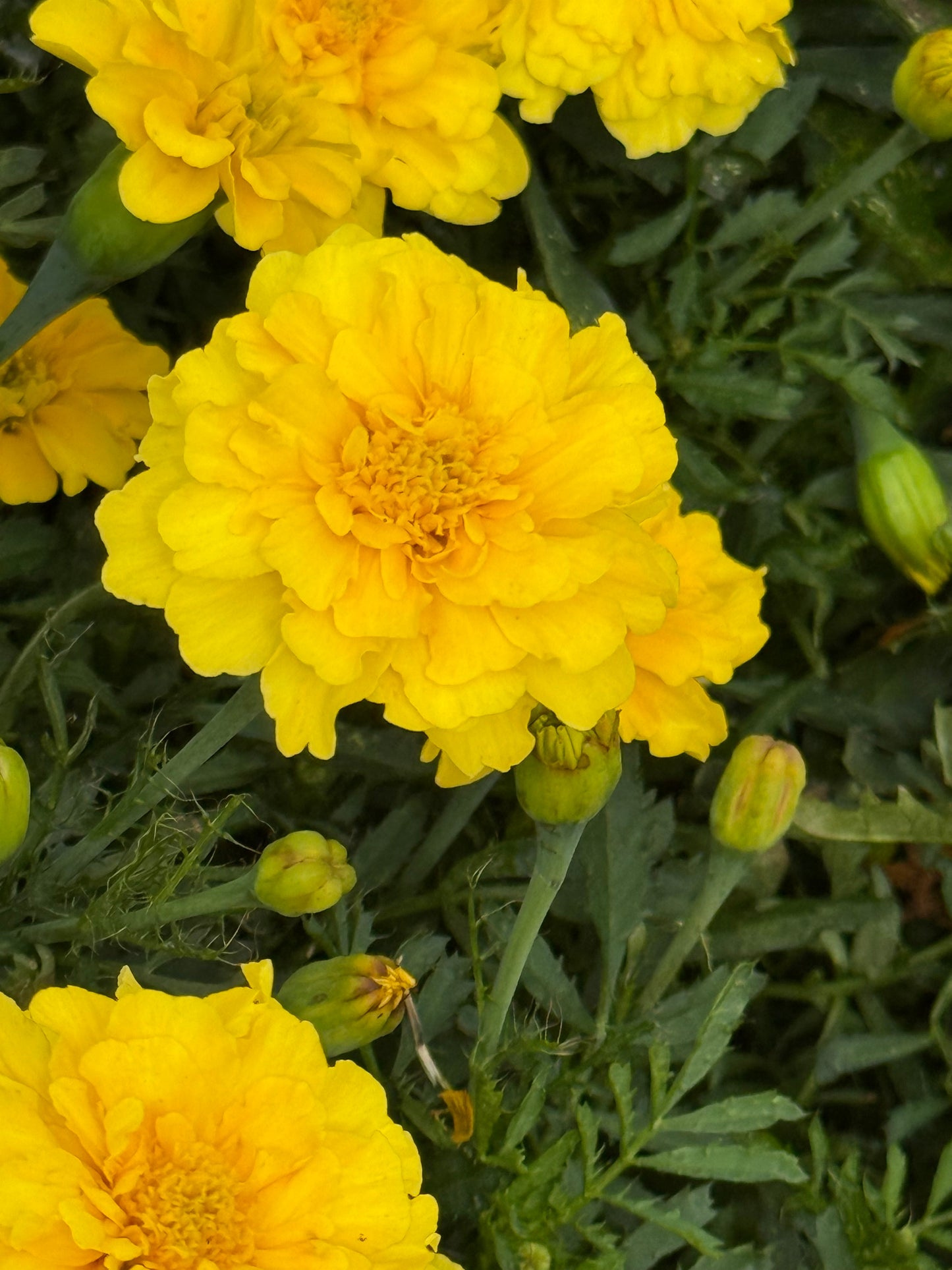 Tagetes patula Milli Vanilli | French Marigold therapyofflowers.com