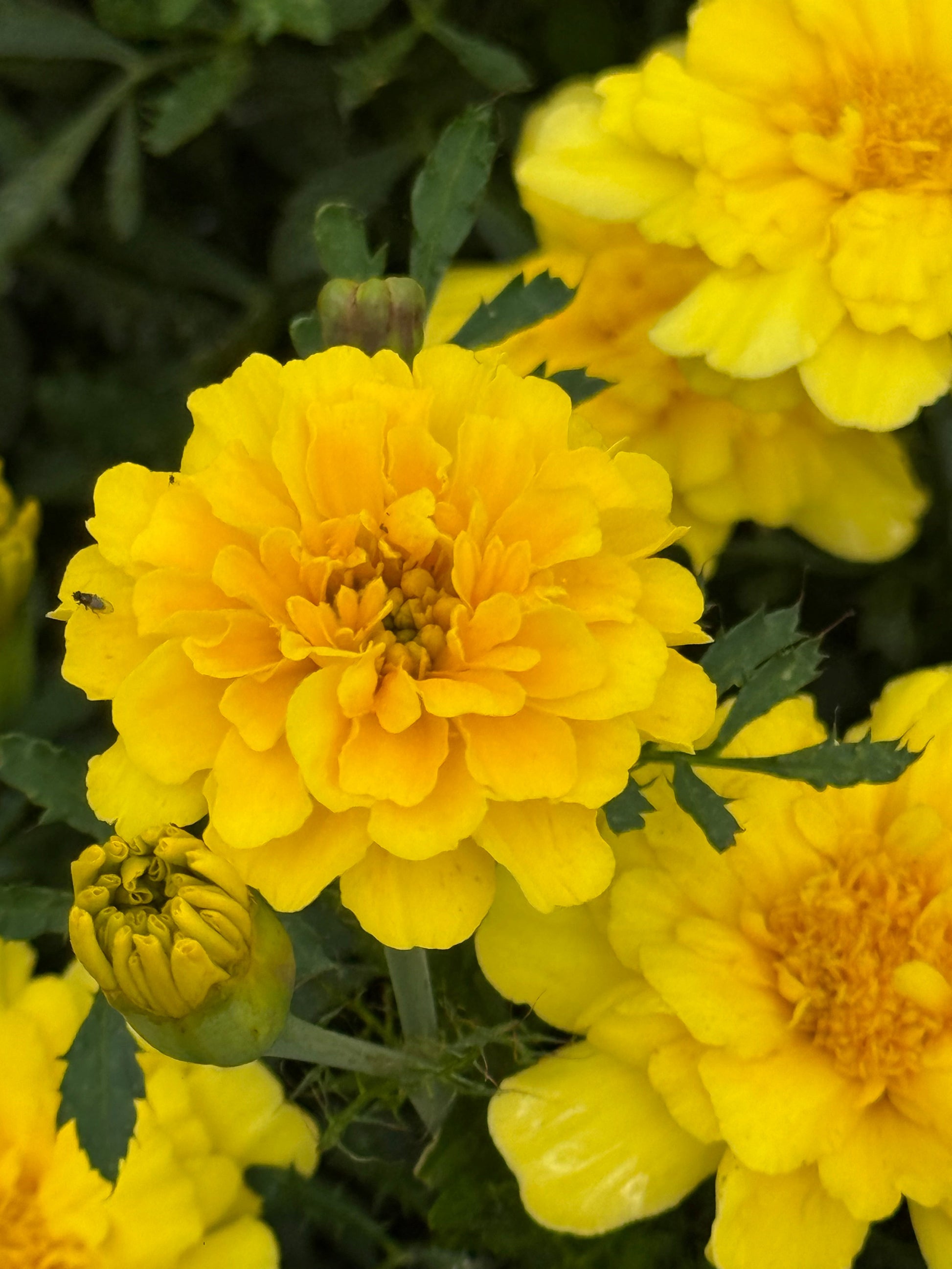 Tagetes patula Milli Vanilli | French Marigold therapyofflowers.com
