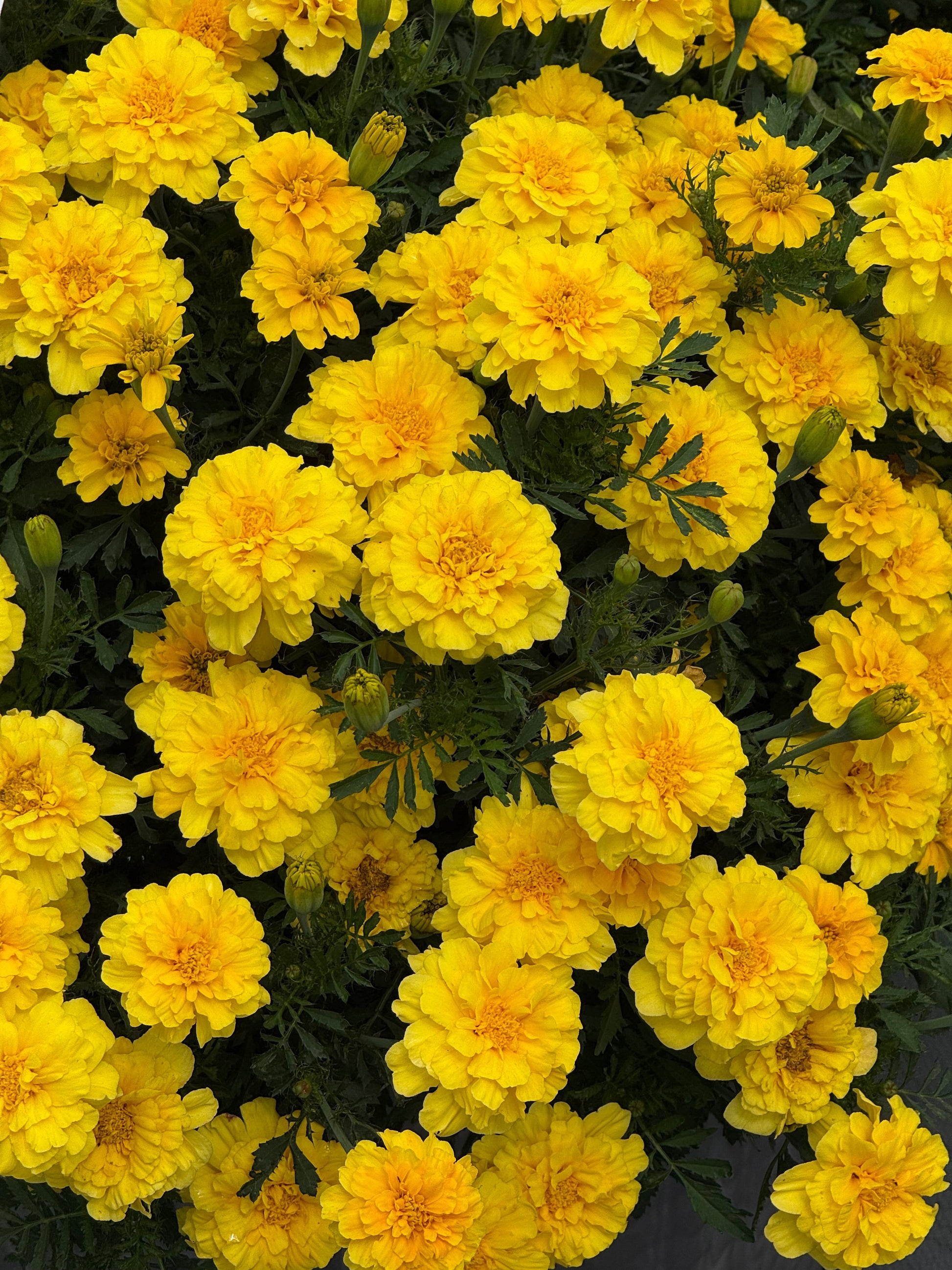 Tagetes patula Milli Vanilli | French Marigold therapyofflowers.com
