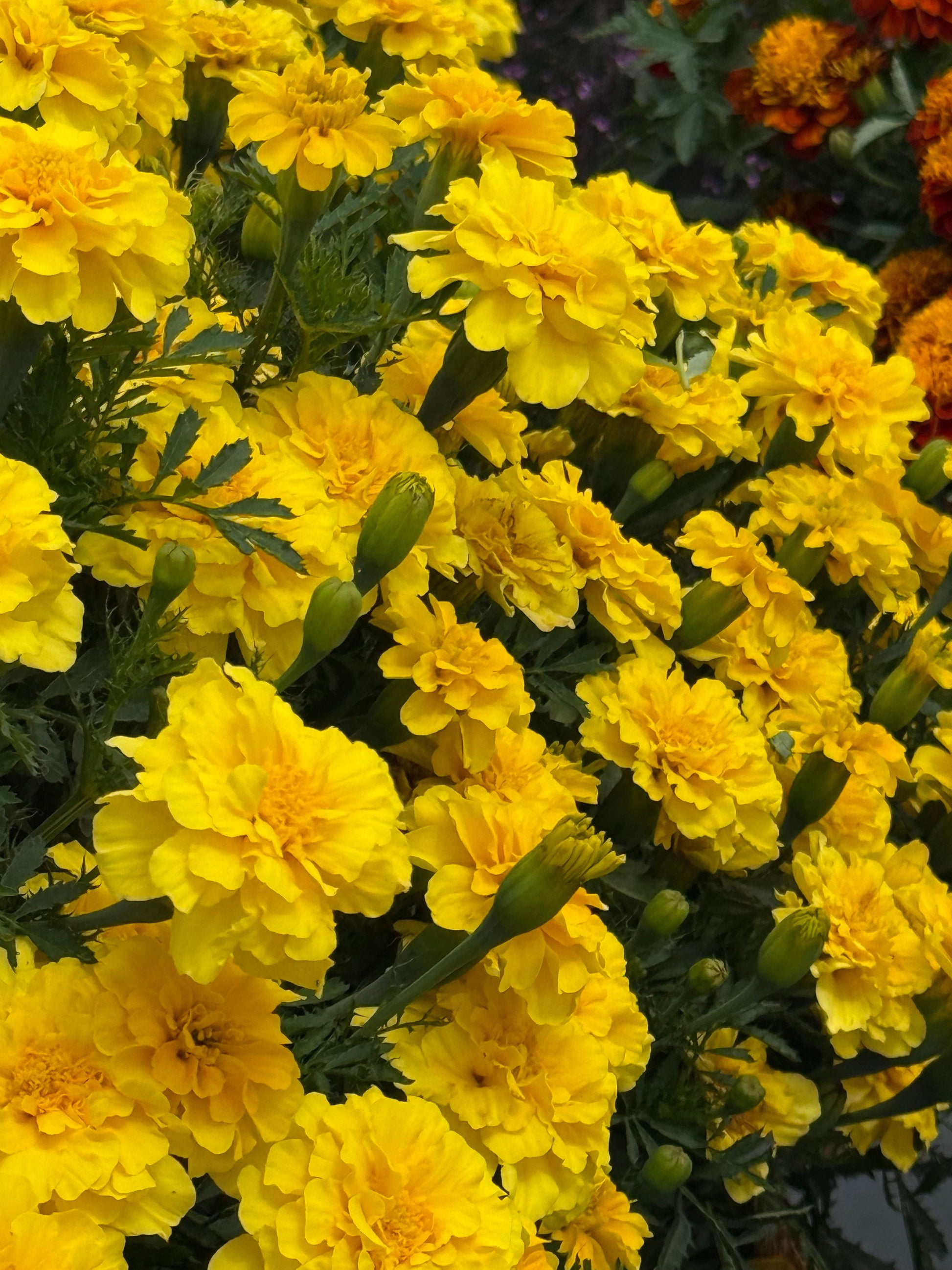 Tagetes patula Milli Vanilli | French Marigold therapyofflowers.com