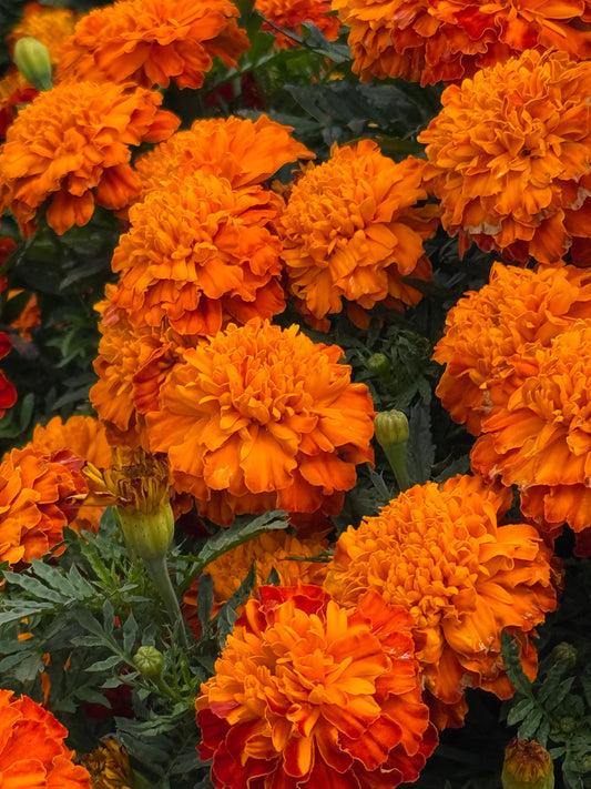 Tagetes patula Super Hero Harmony | French Marigold | Early flowering therapyofflowers.com