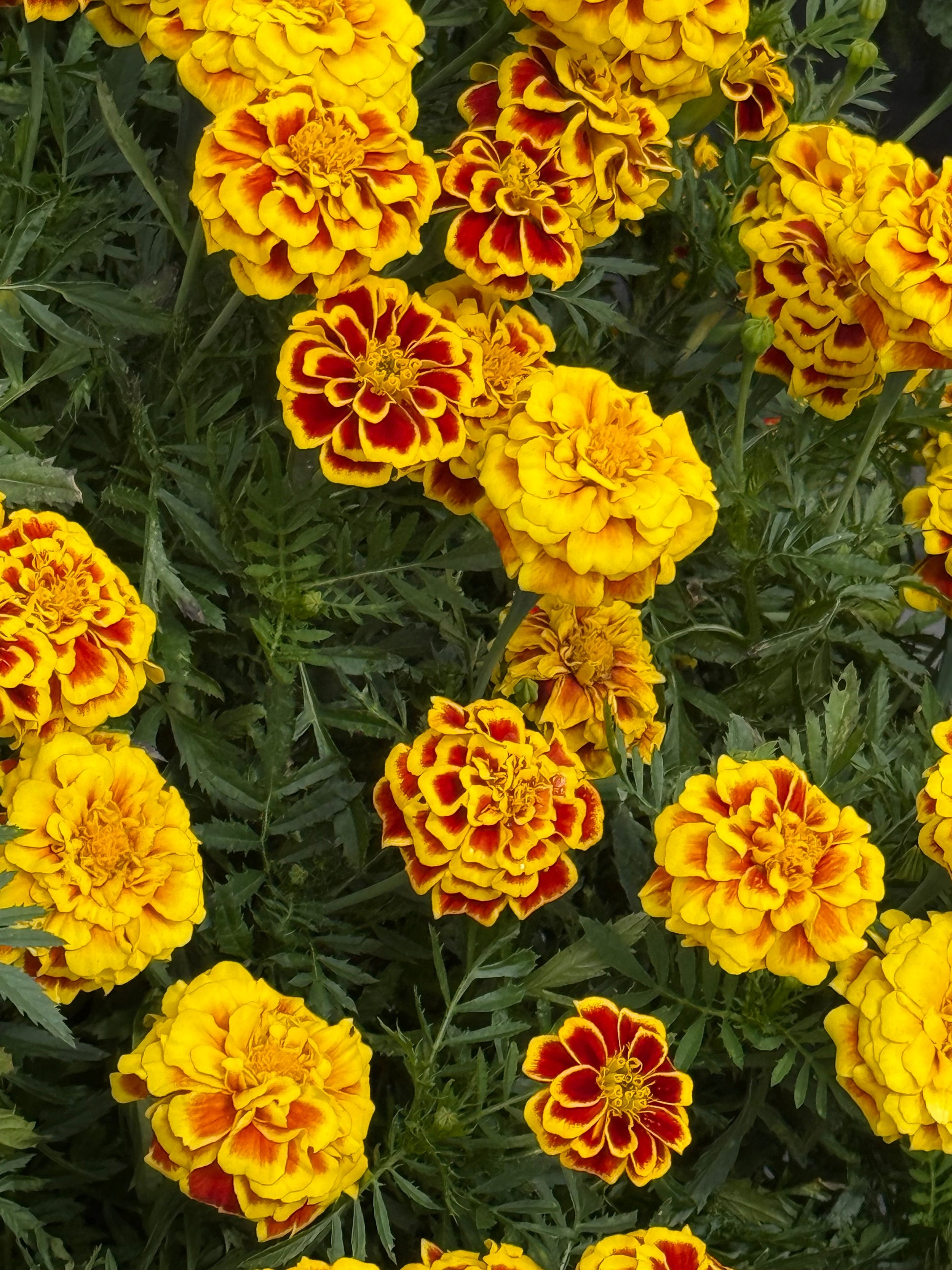 Tagetes patula Mango Tango  | French Marigold | Early flowering therapyofflowers.com
