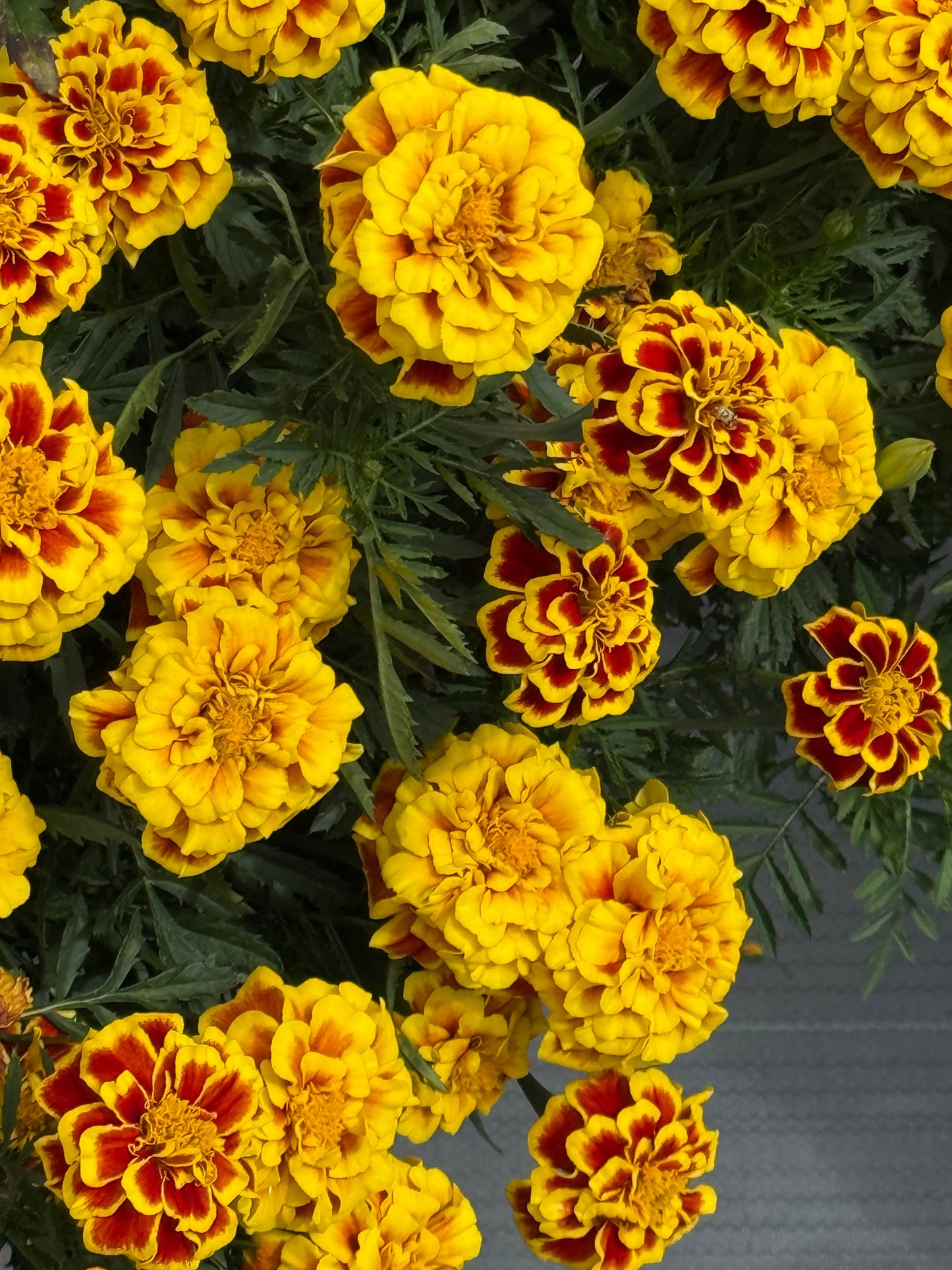 Tagetes patula Mango Tango  | French Marigold | Early flowering therapyofflowers.com