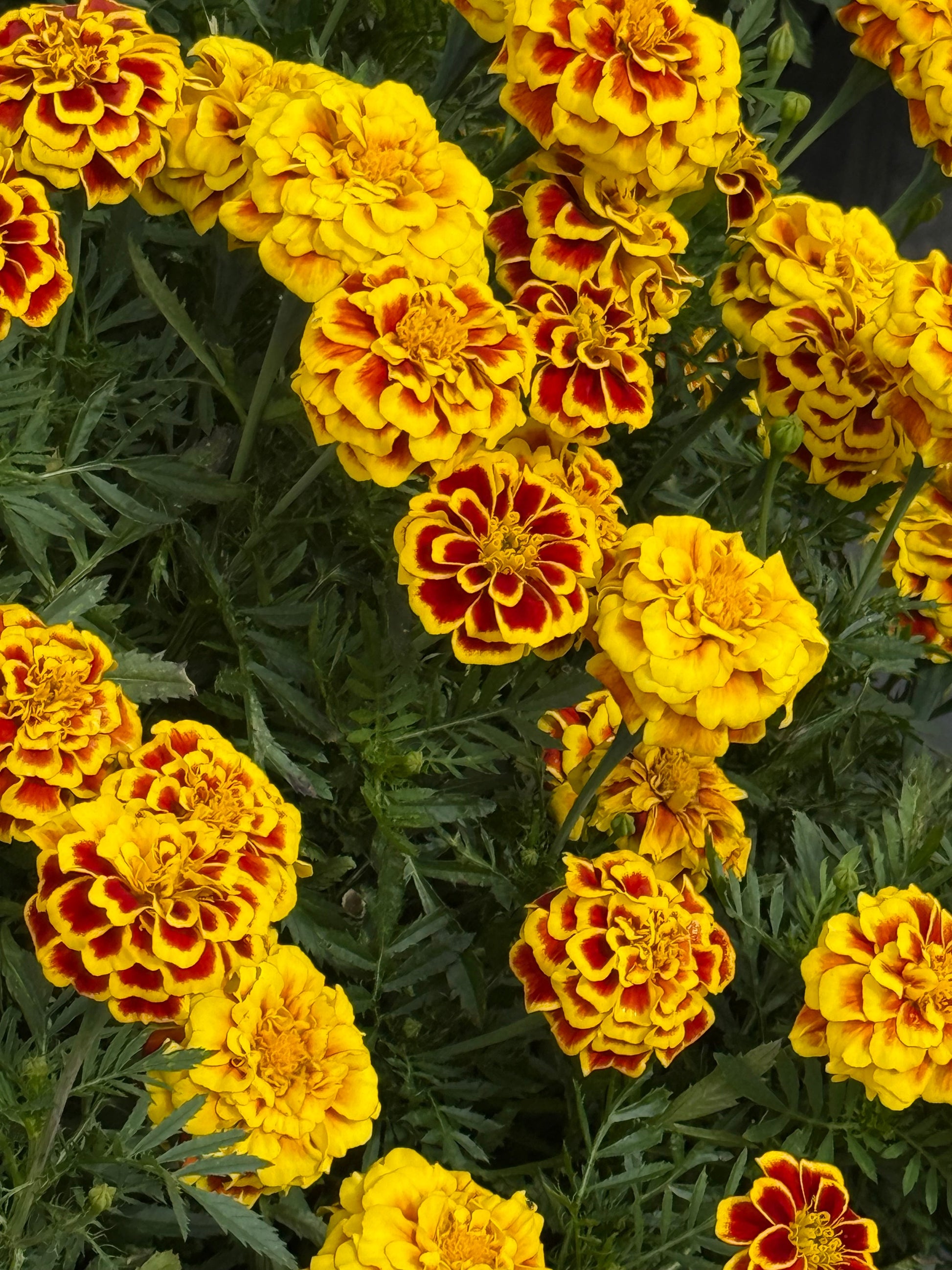 Tagetes patula Mango Tango  | French Marigold | Early flowering therapyofflowers.com