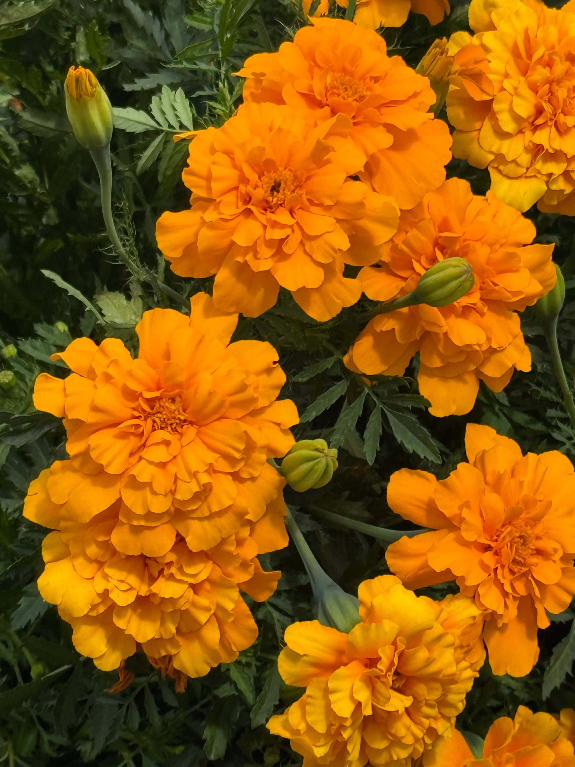 Tagetes patula Safari Orange | French Marigold therapyofflowers.com